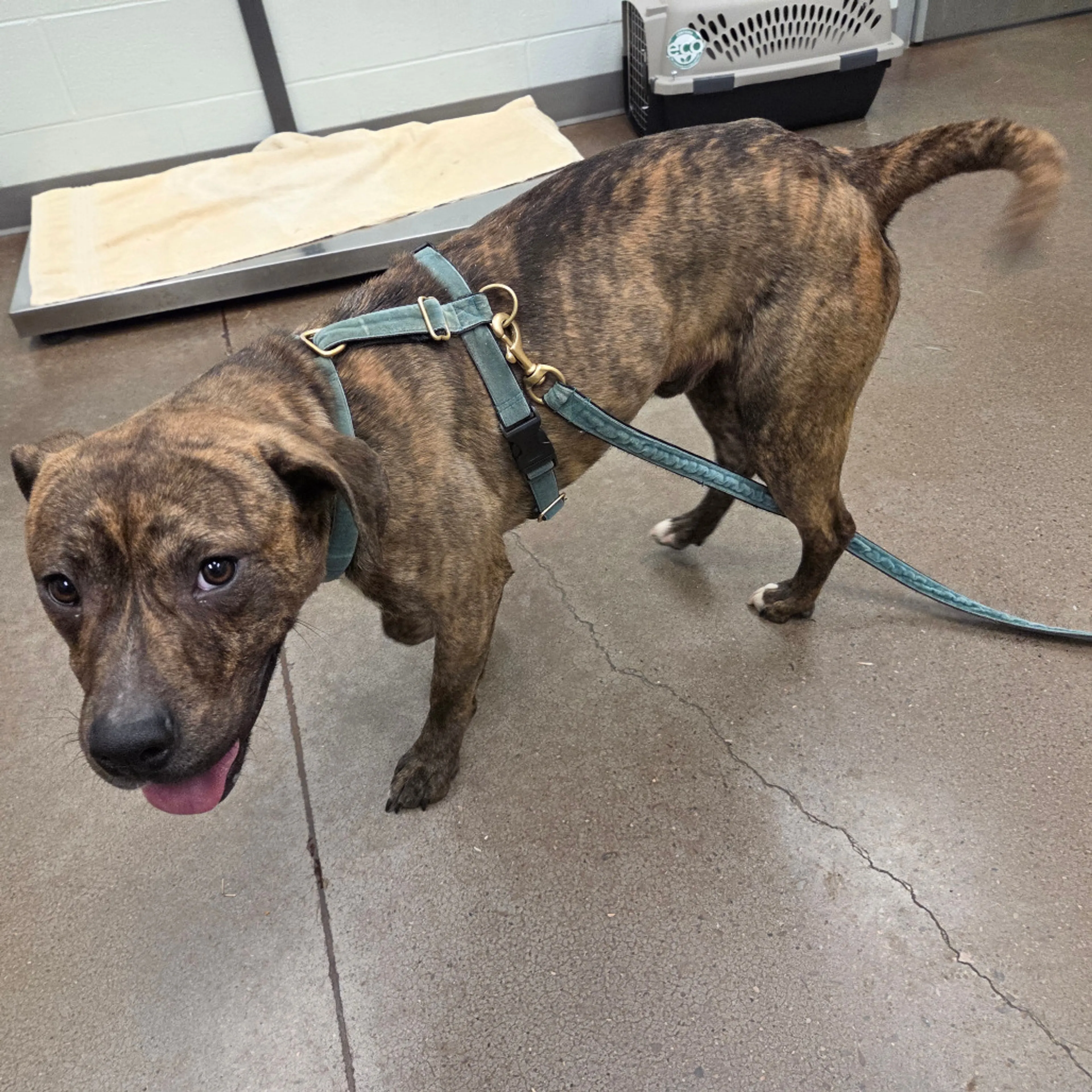 Found pet-2