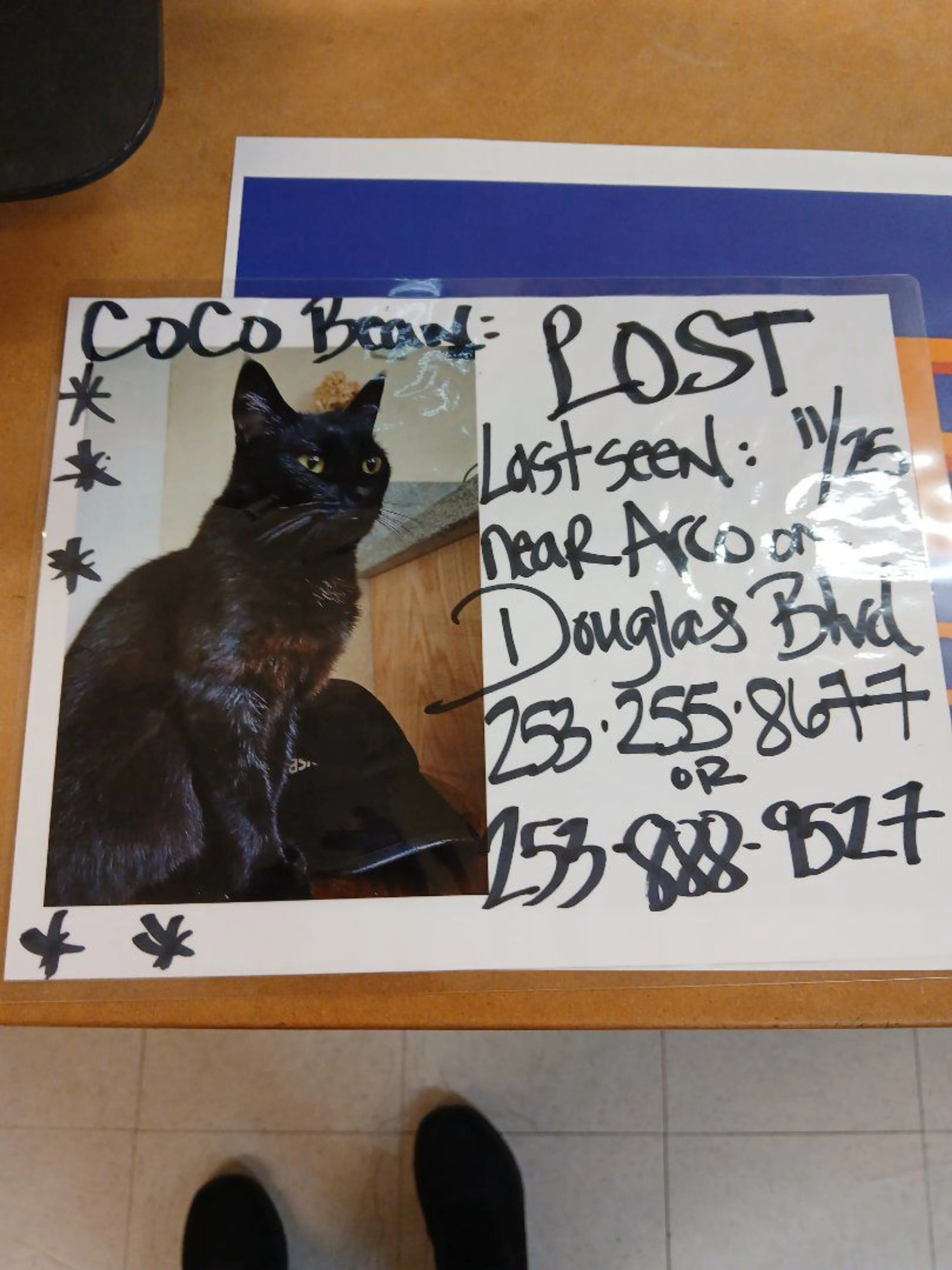 Lost pet