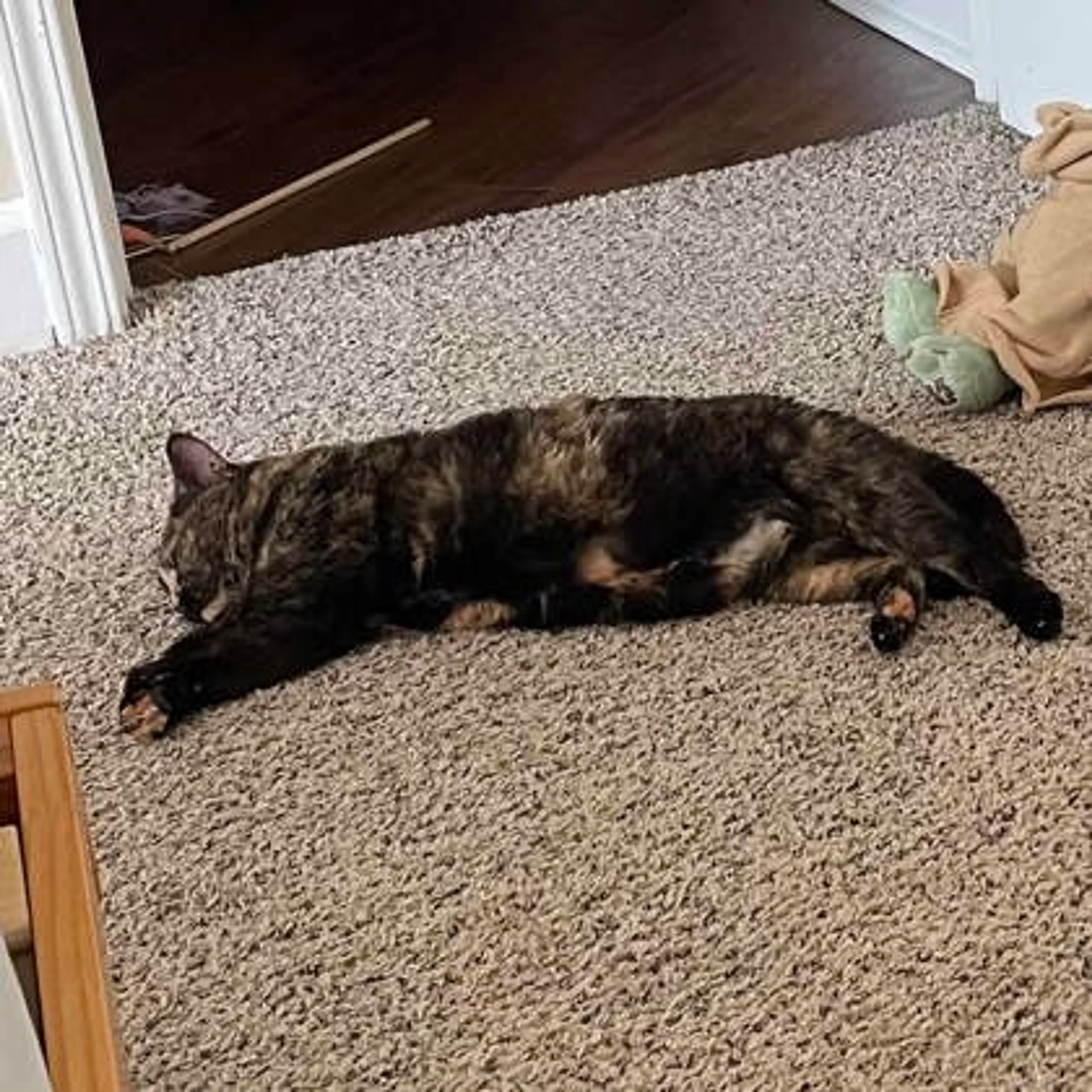 Found pet-2
