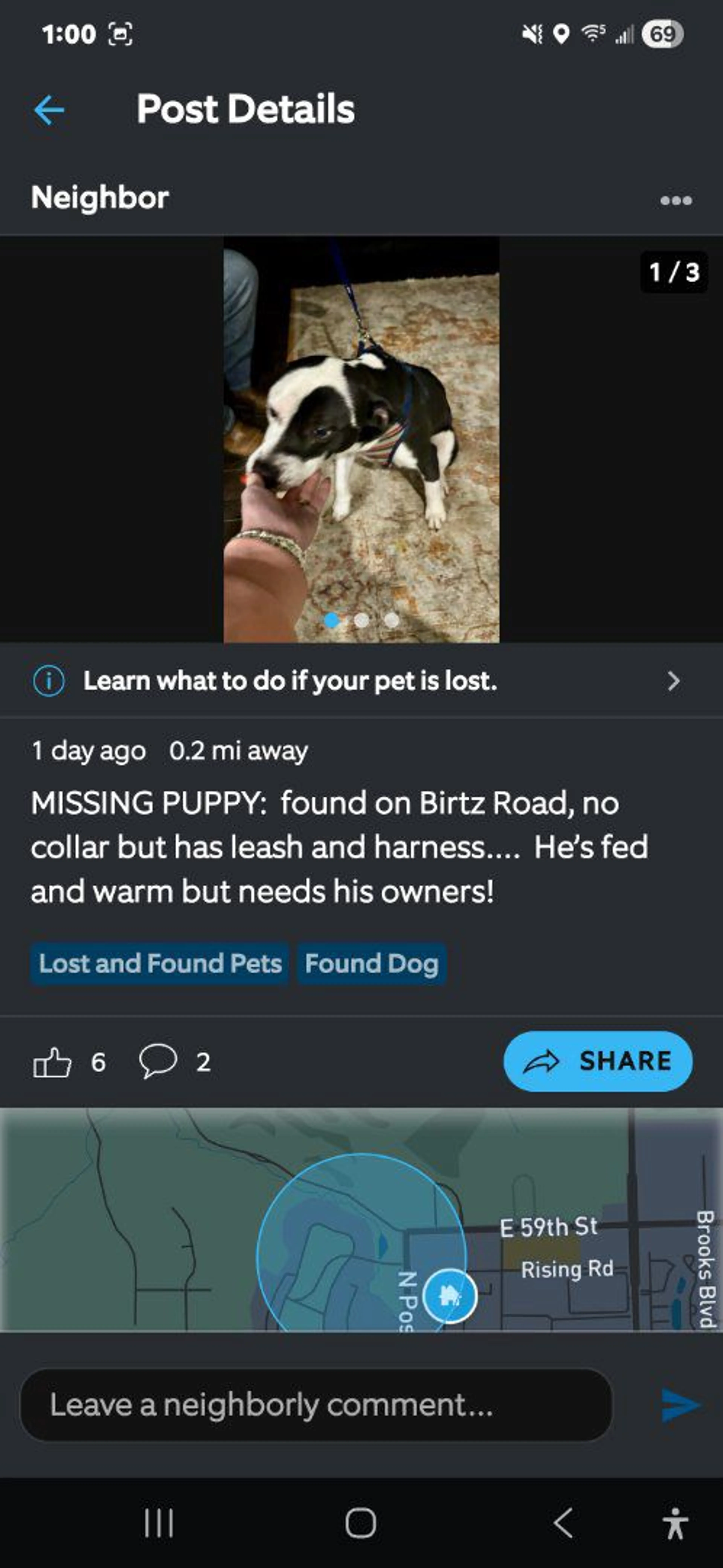Lost pet-2