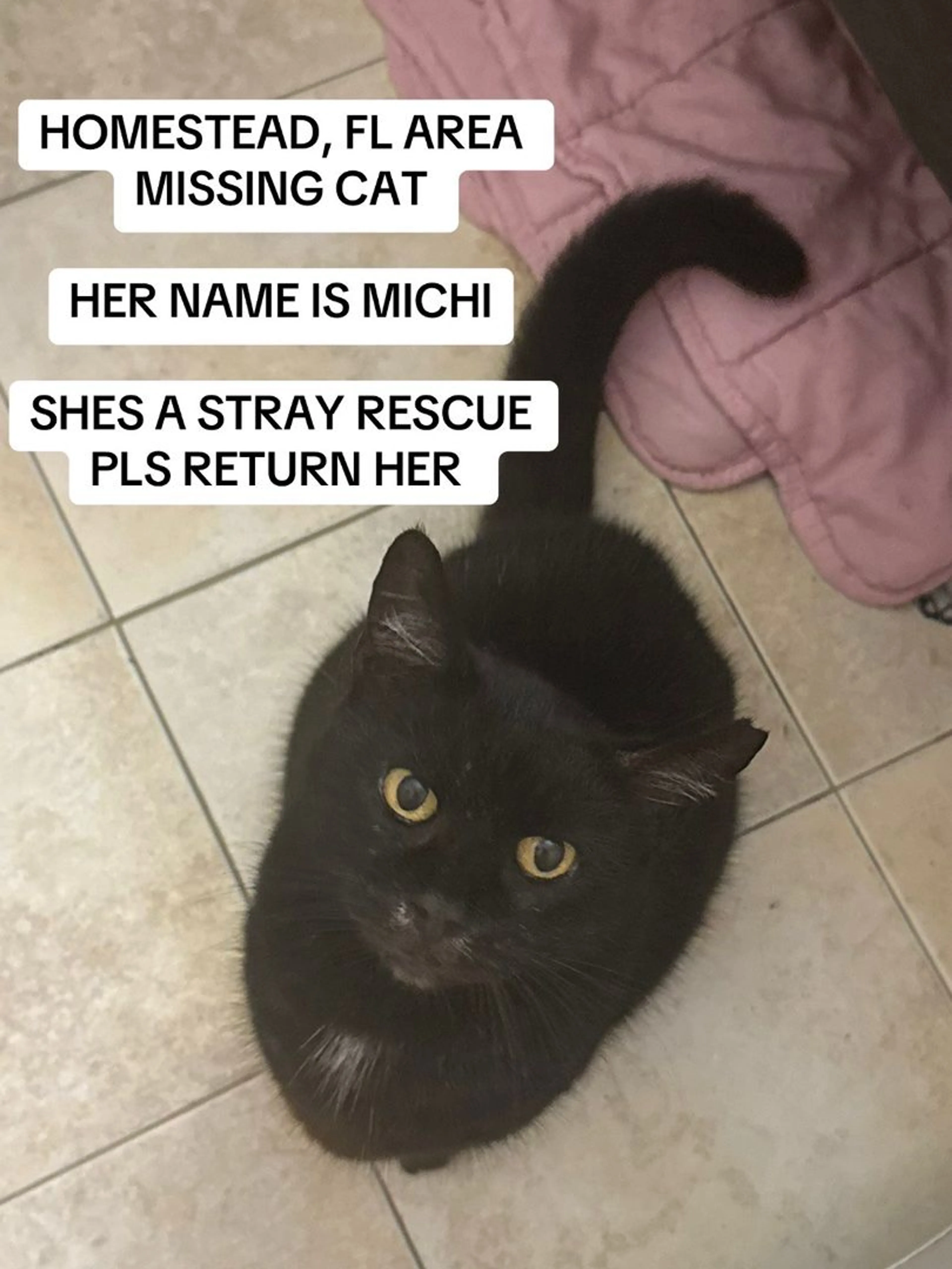 Lost pet-1