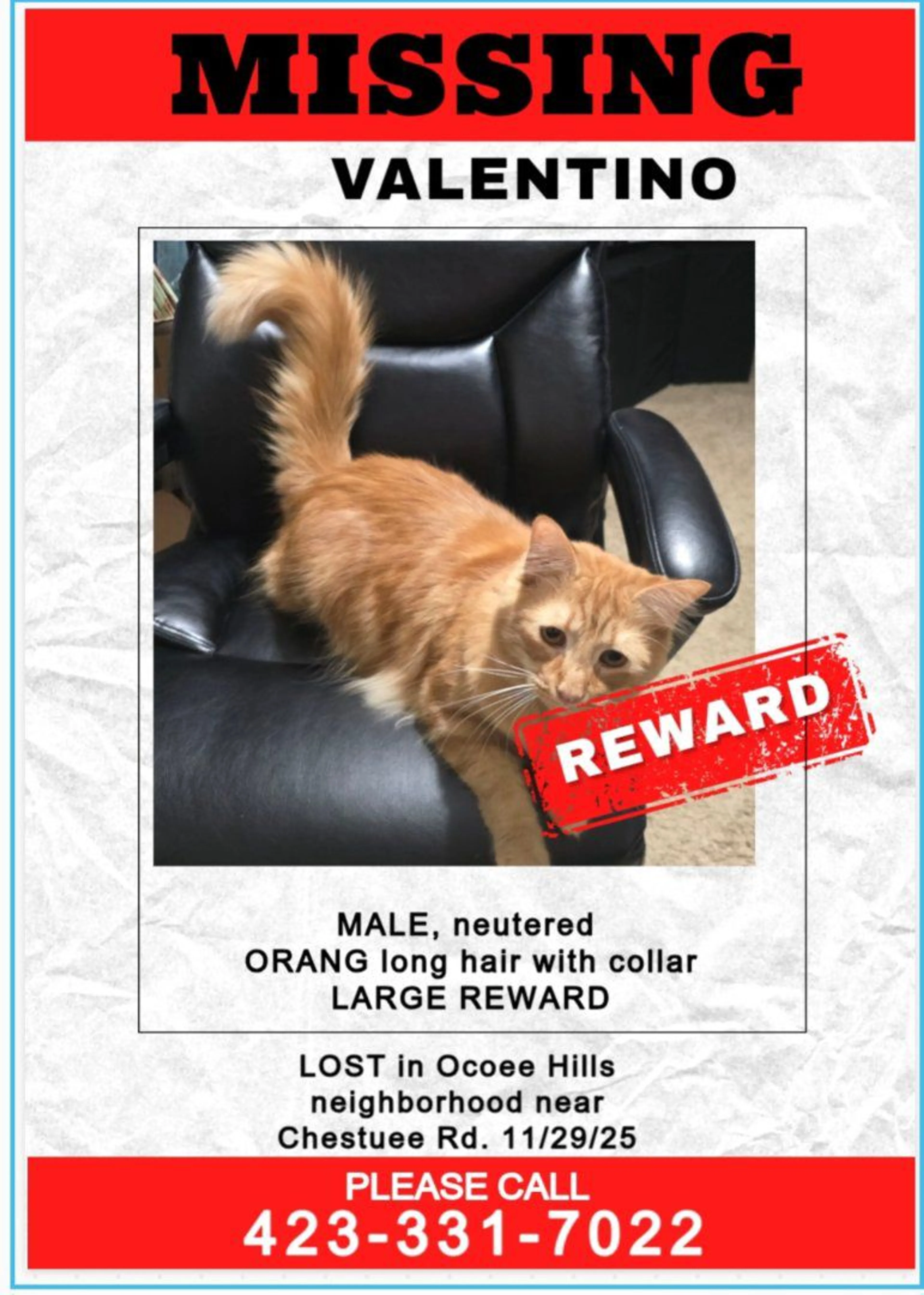Lost pet