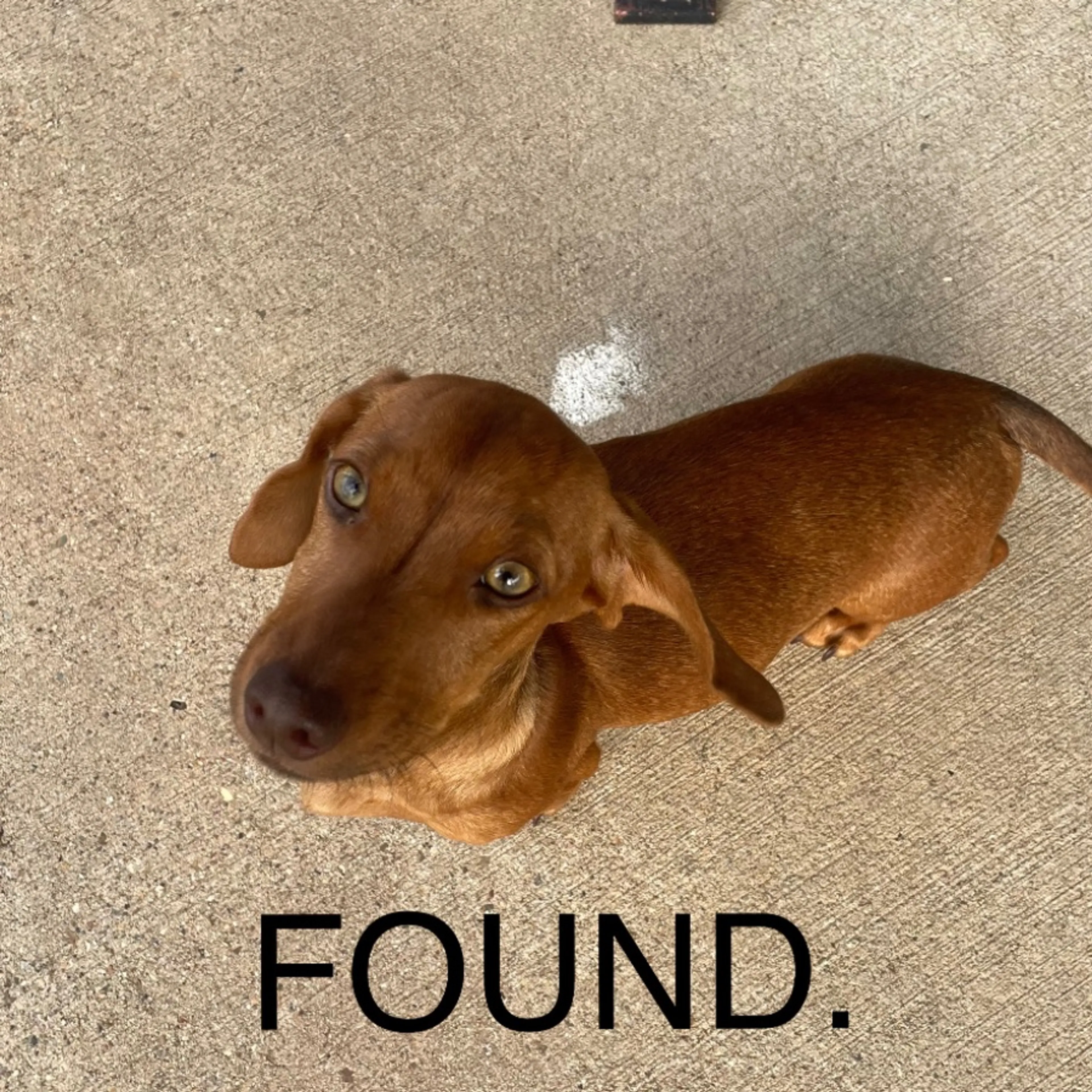 Found pet