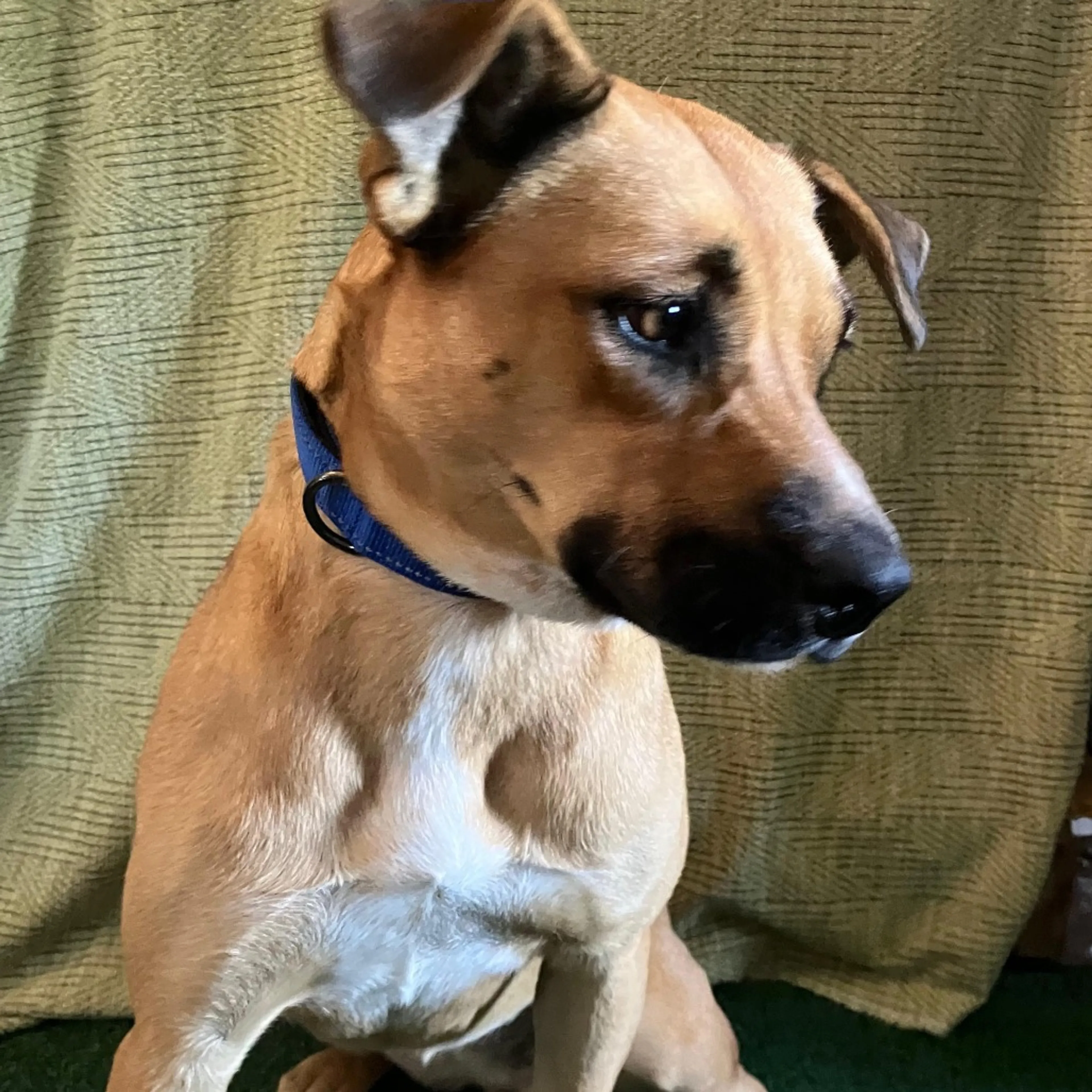 Found pet-1