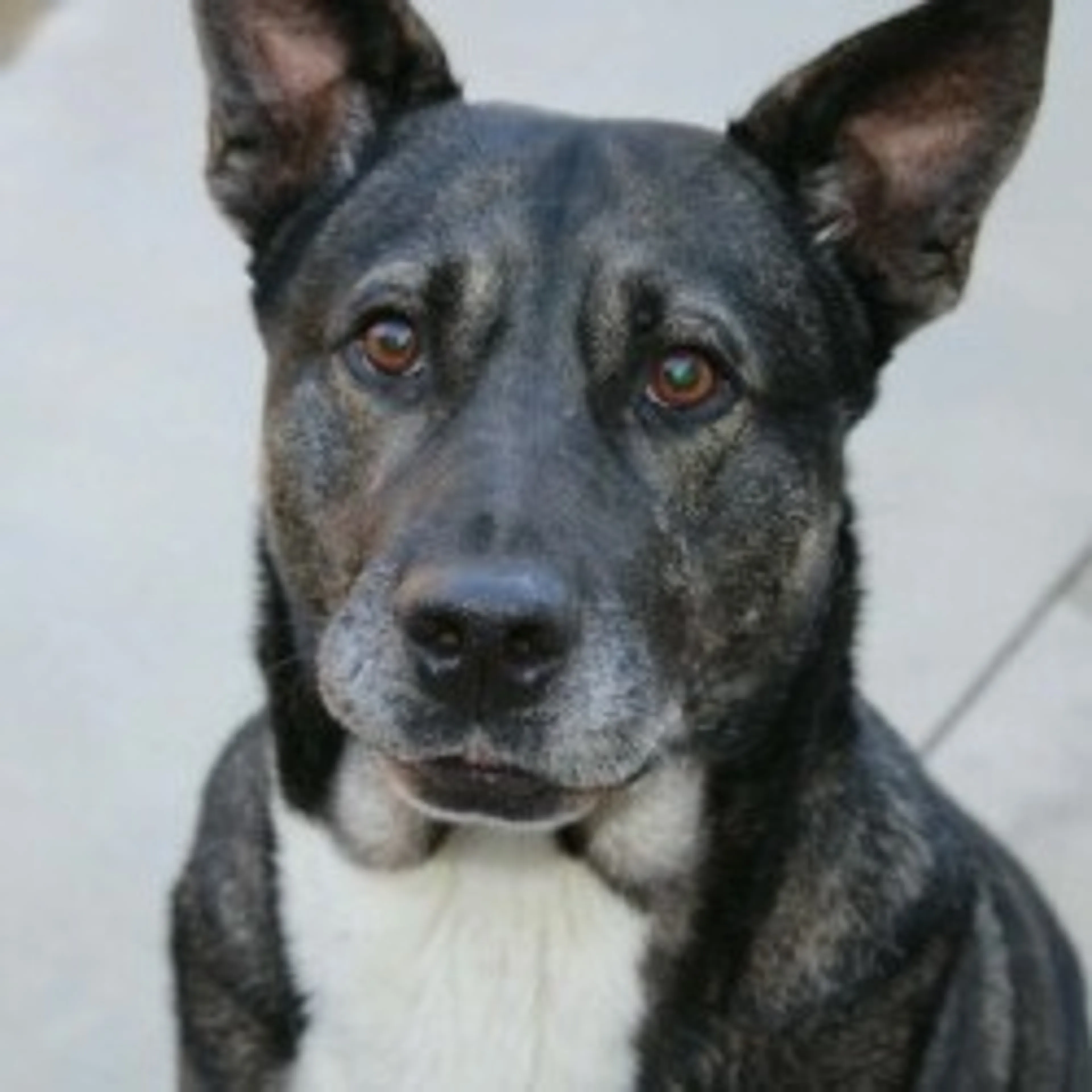 Found pet-14