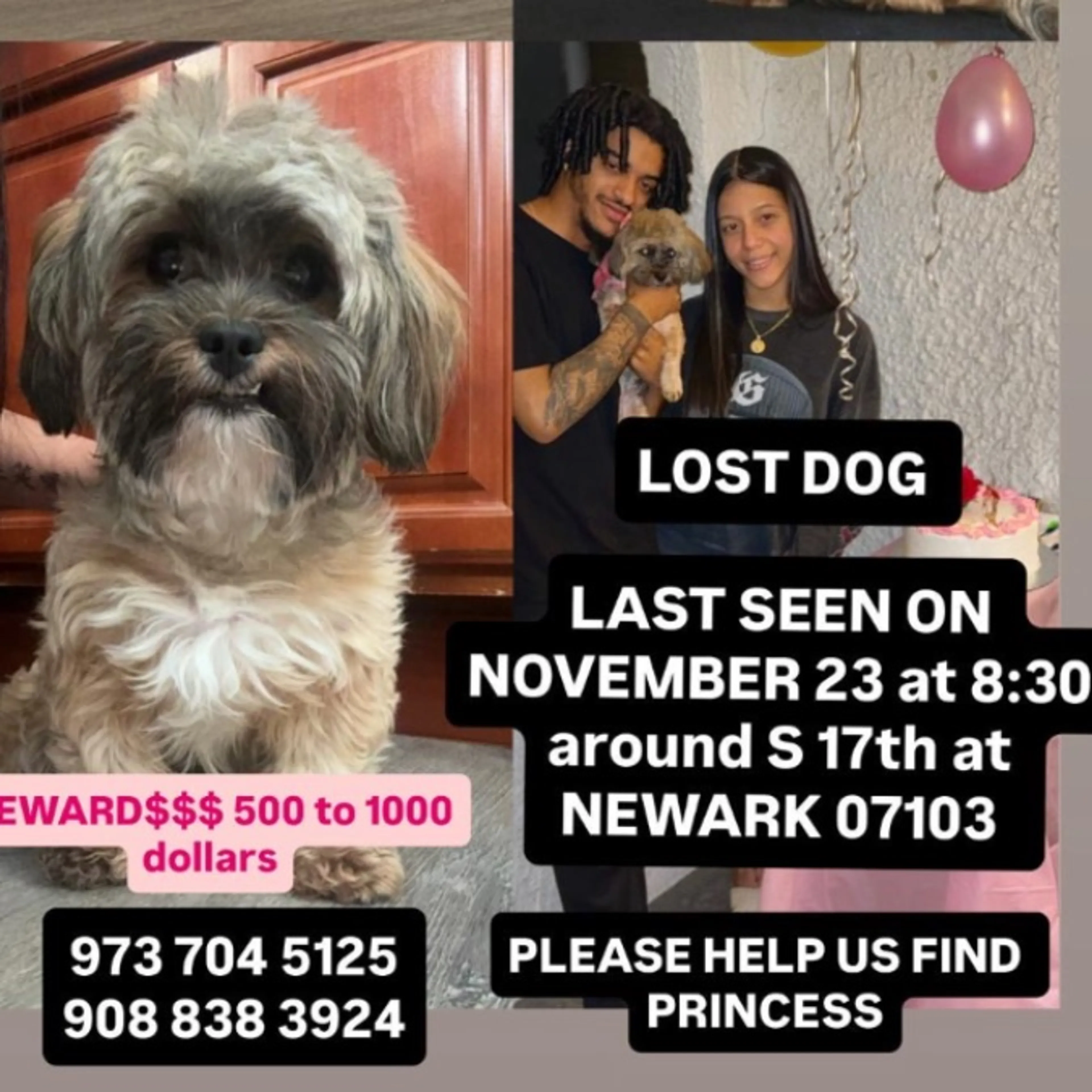 Lost pet