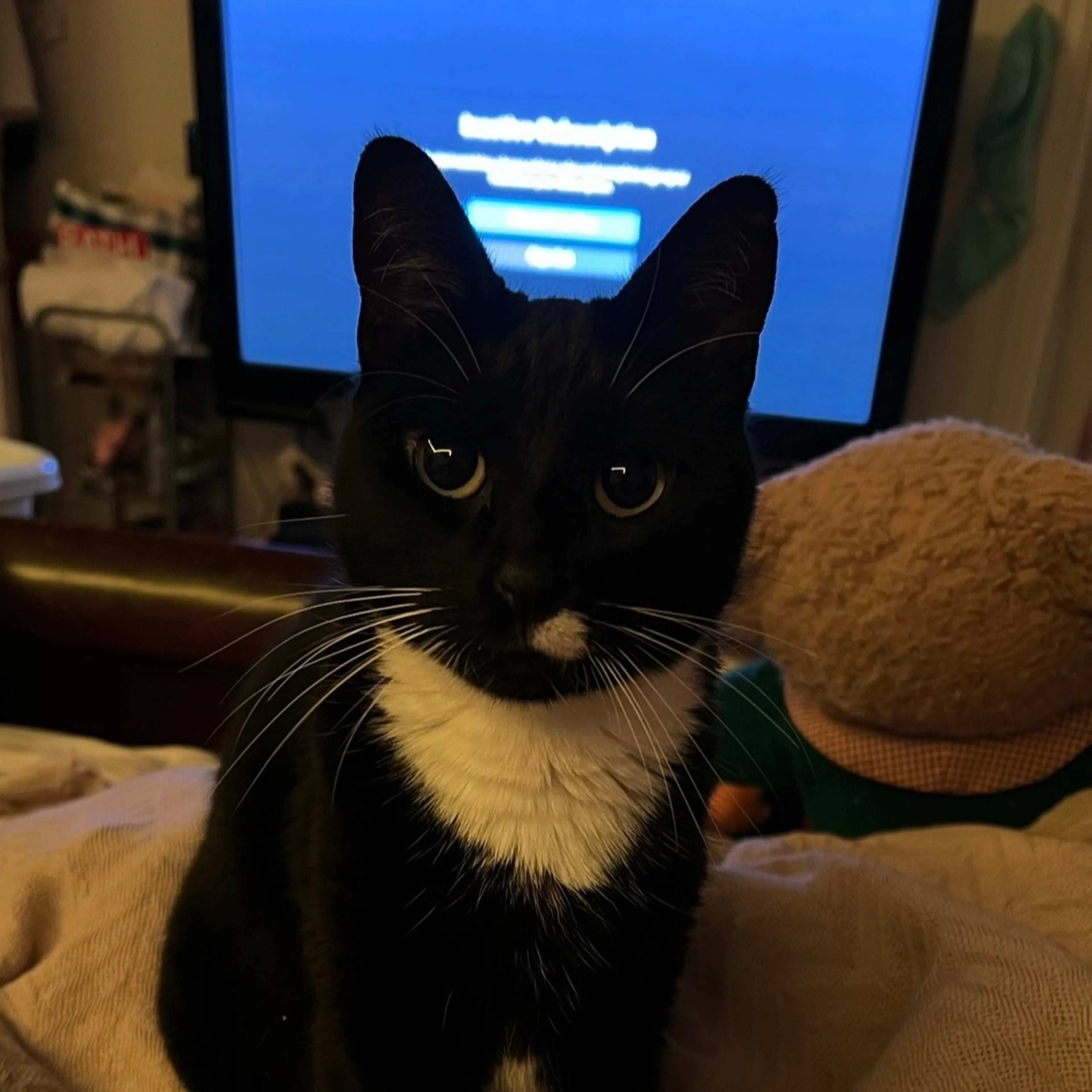 Lost pet-2