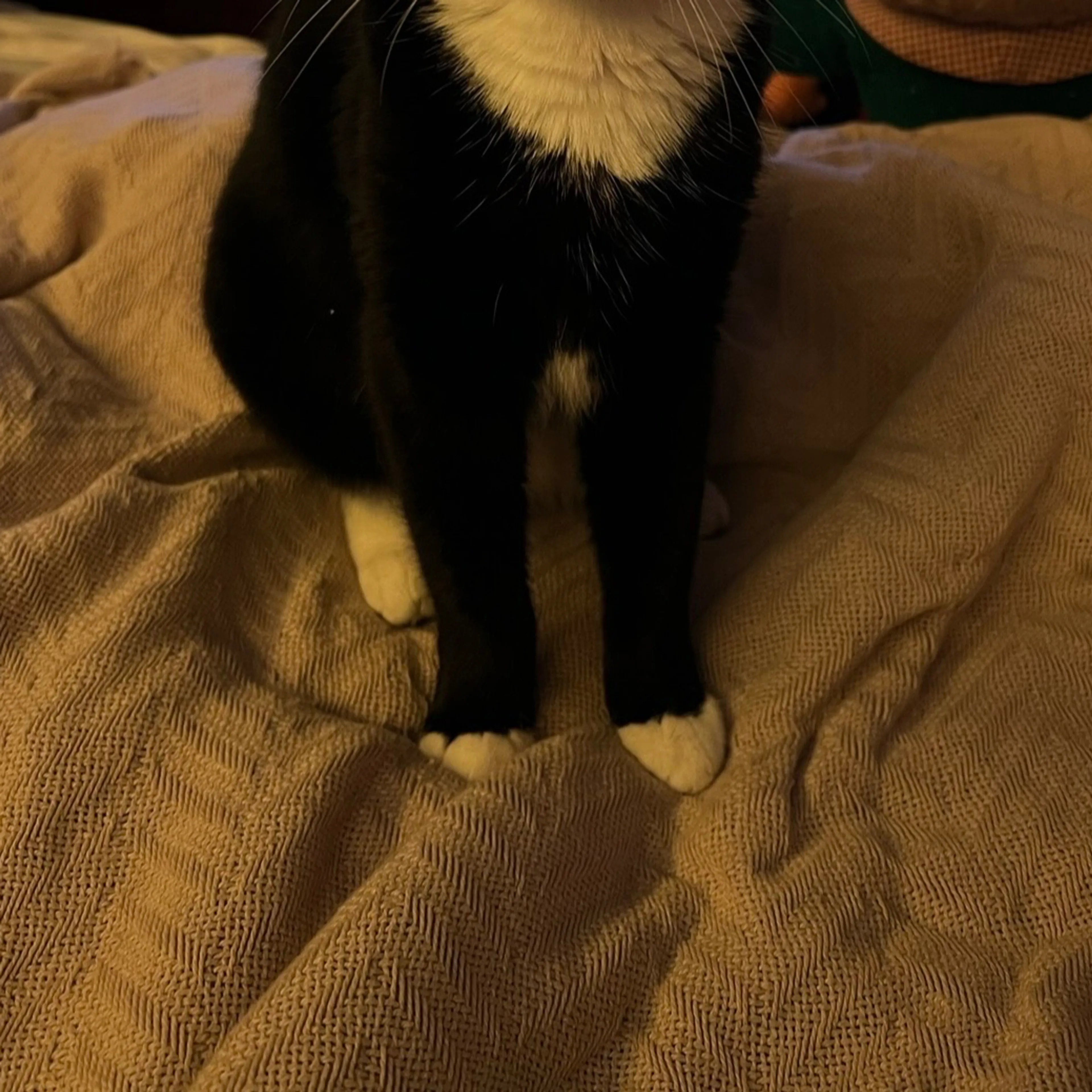 Lost pet-3