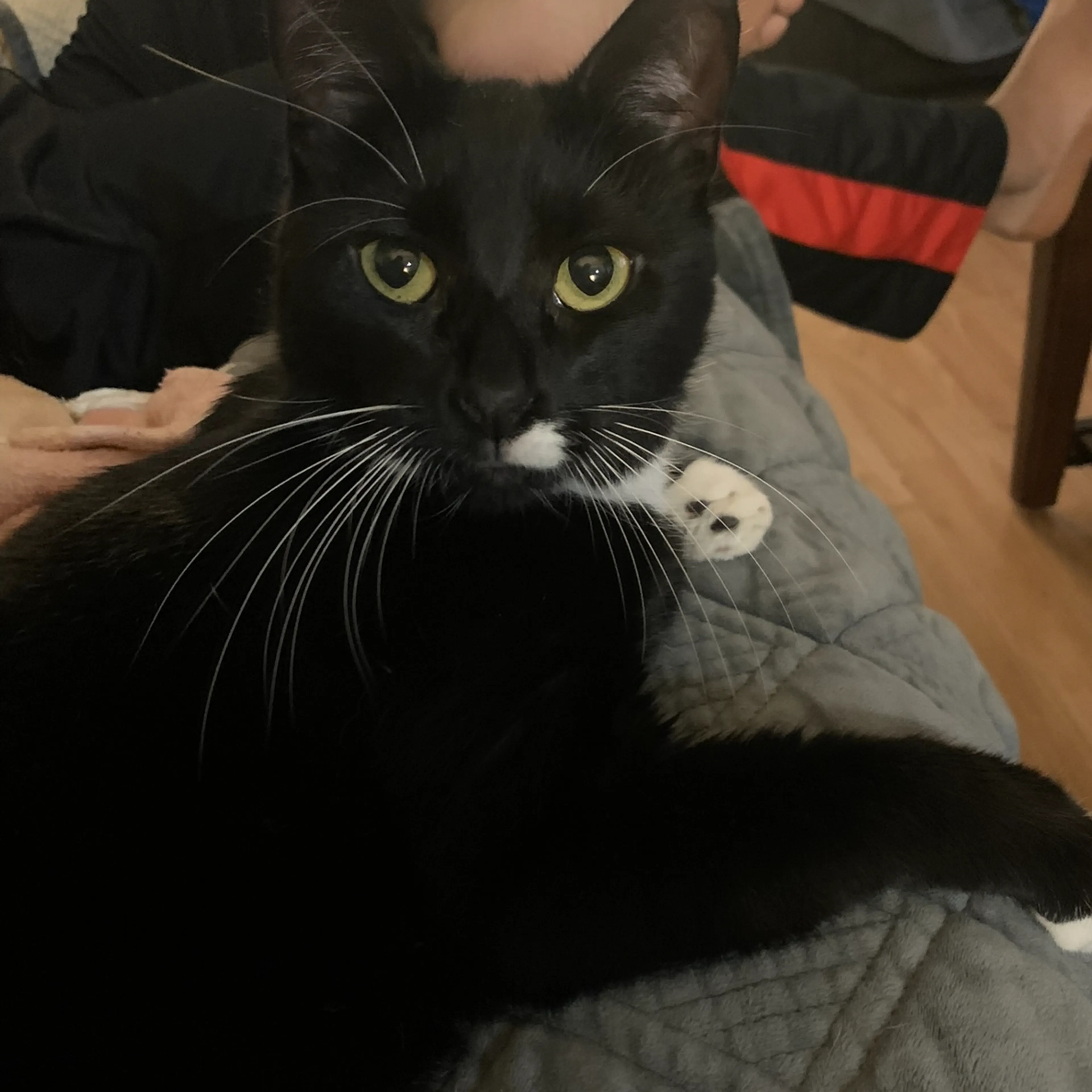 Lost pet-1