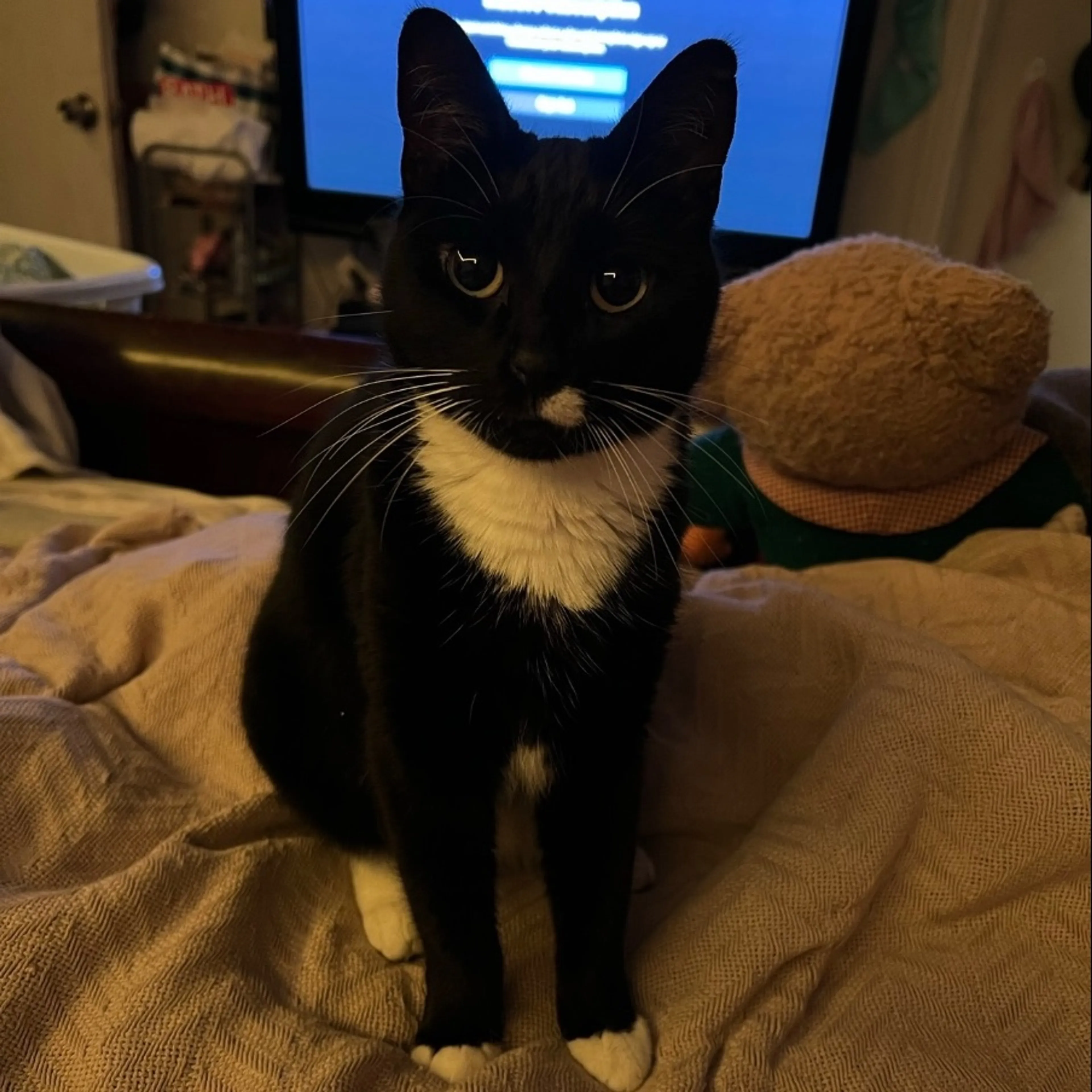 Lost pet-0