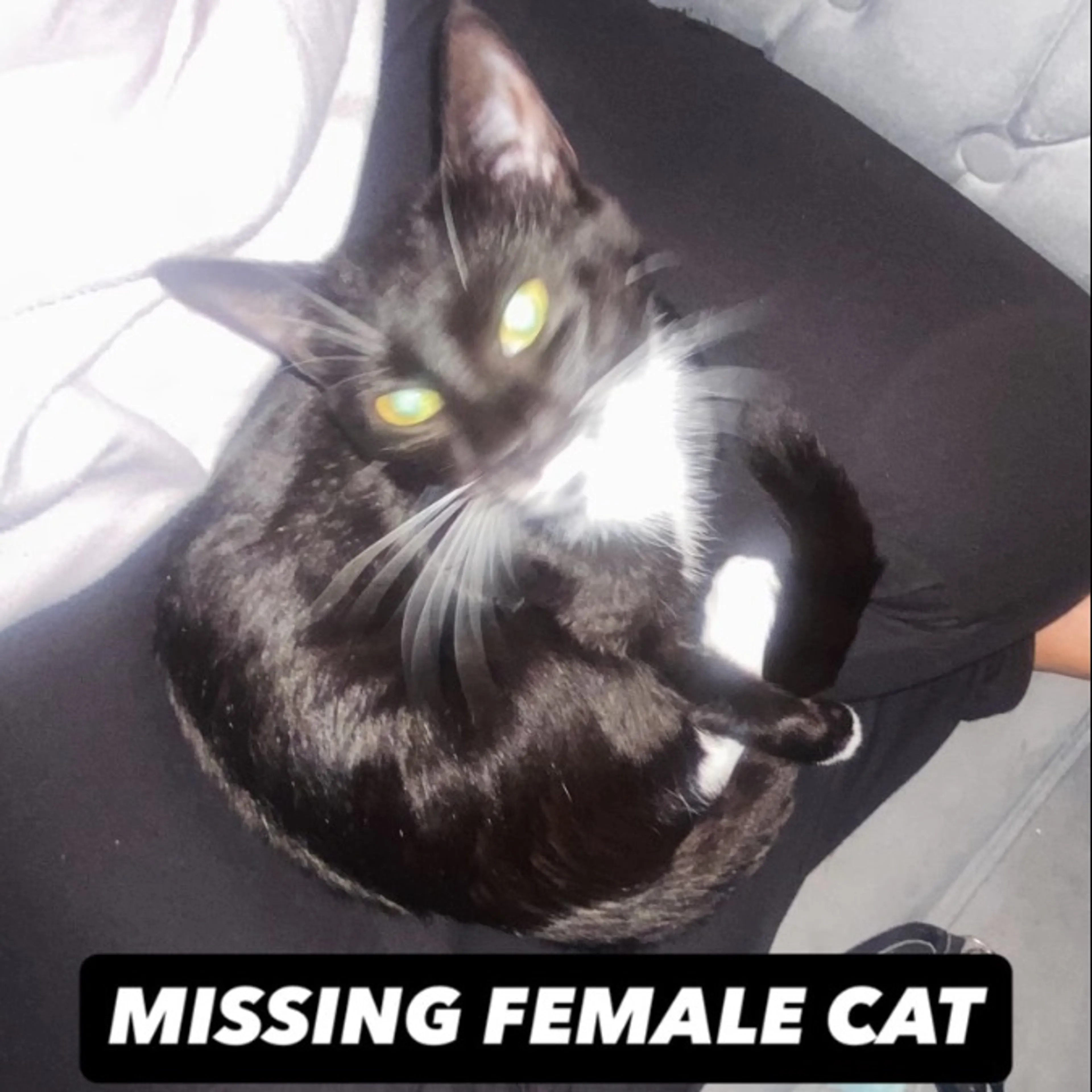 Lost pet