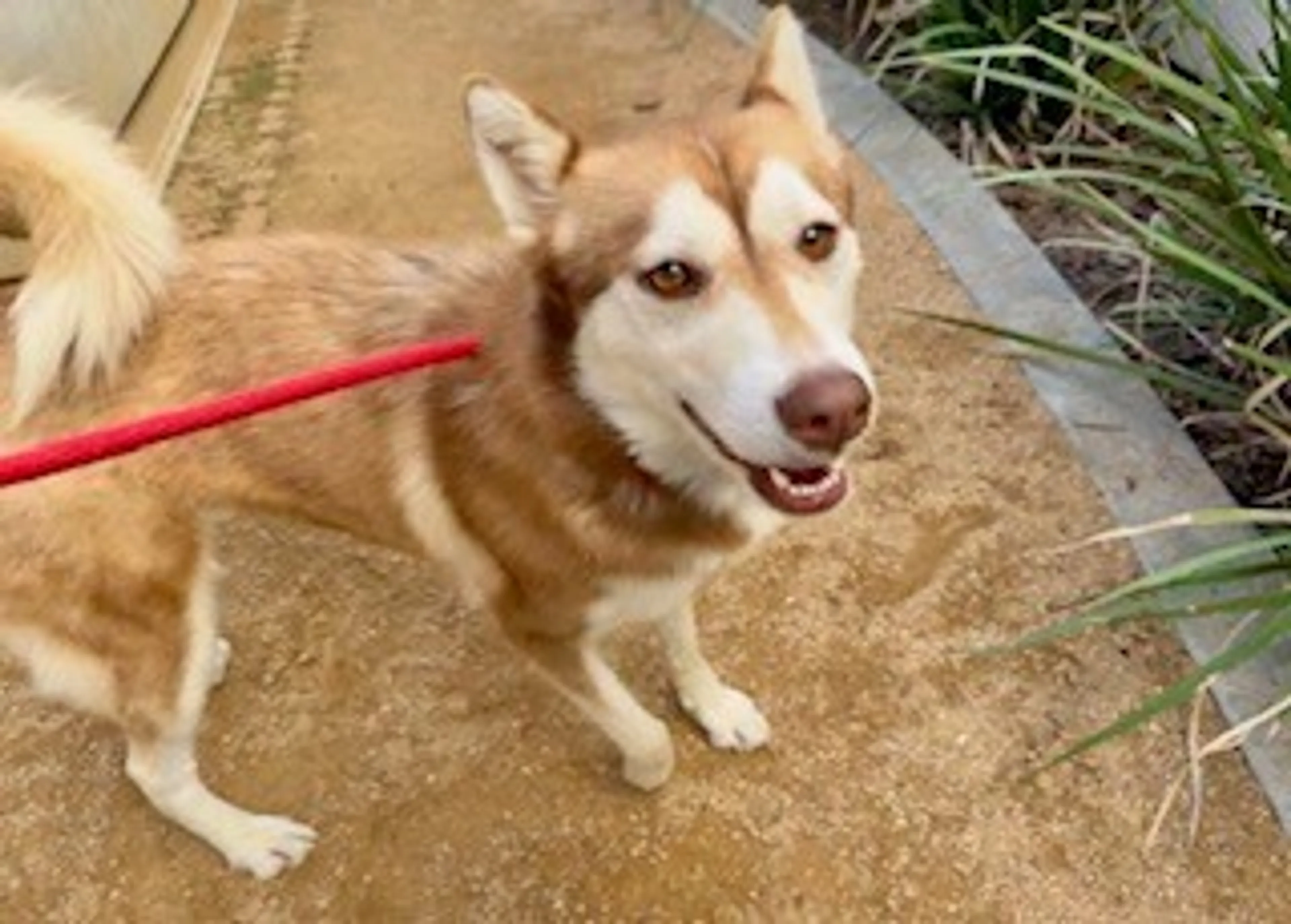 Found pet-1