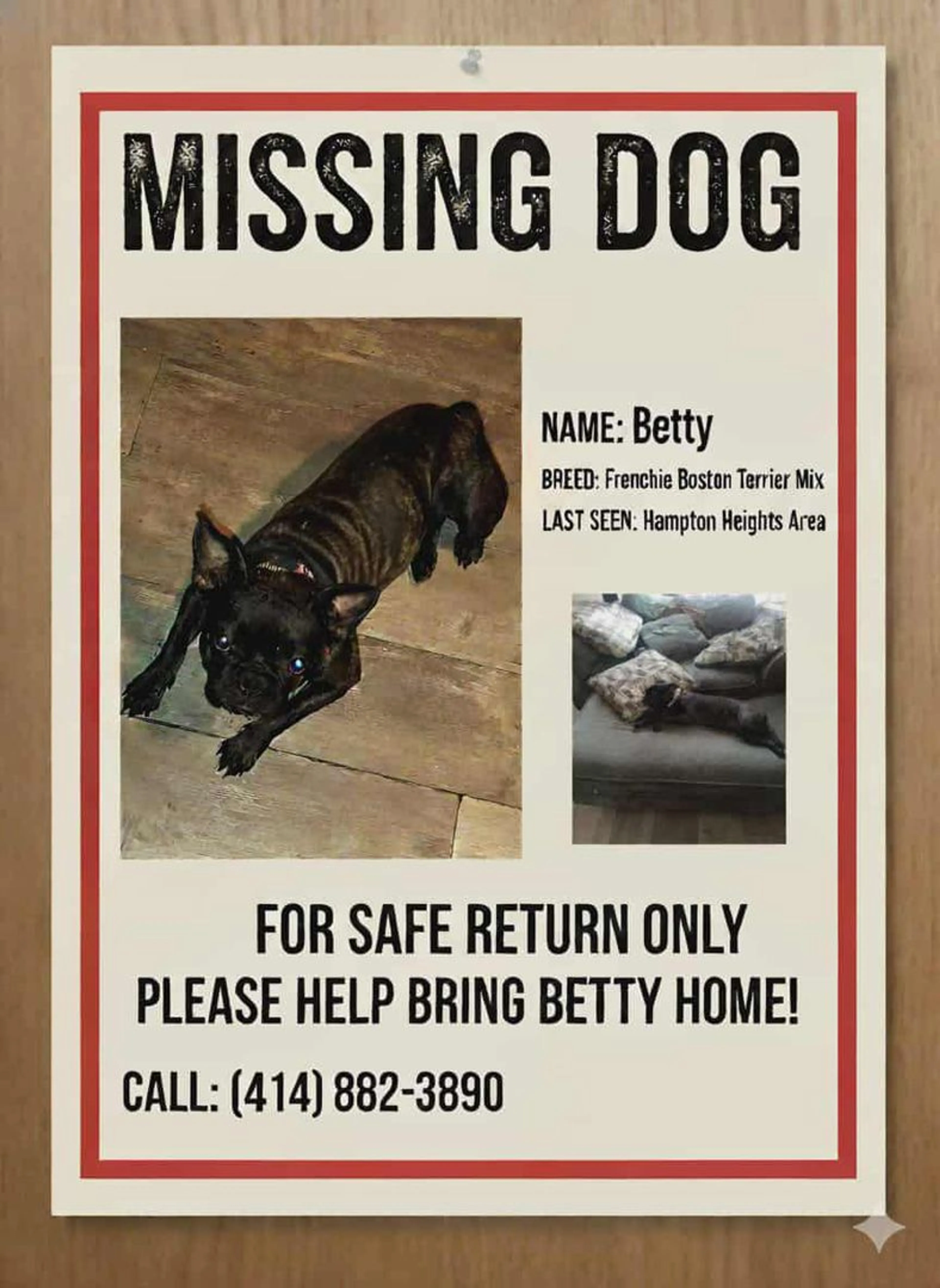 Lost pet