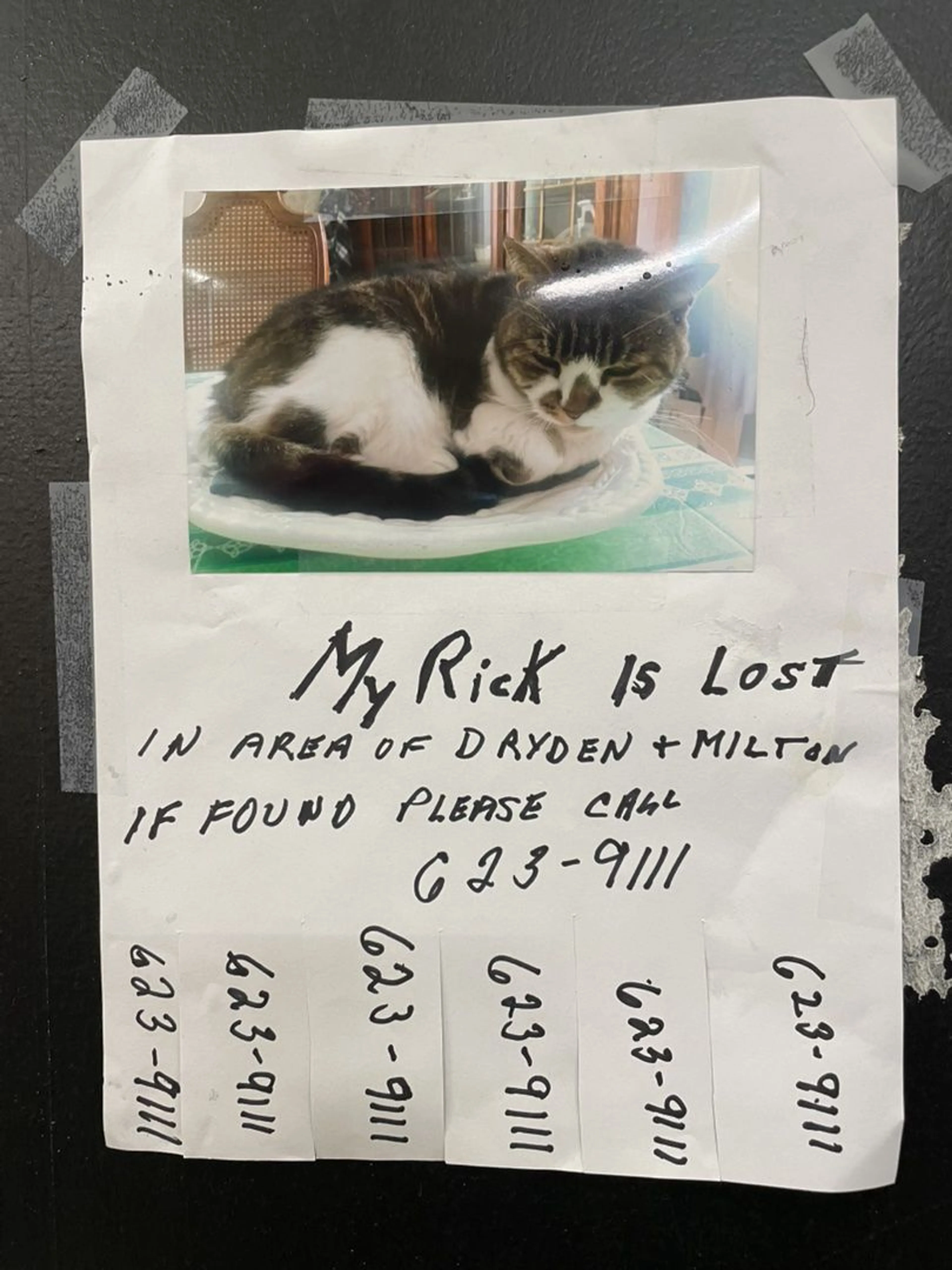 Lost pet