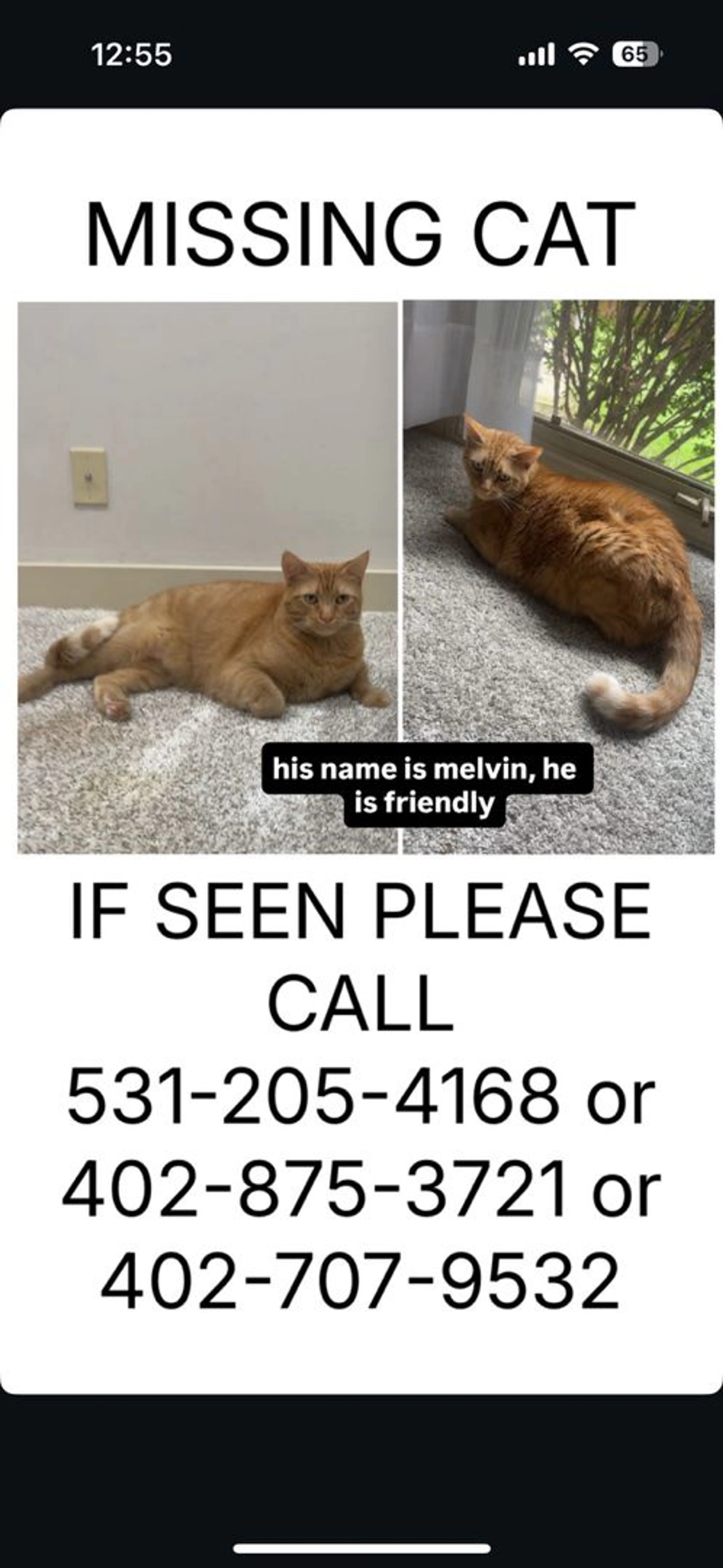 Lost pet