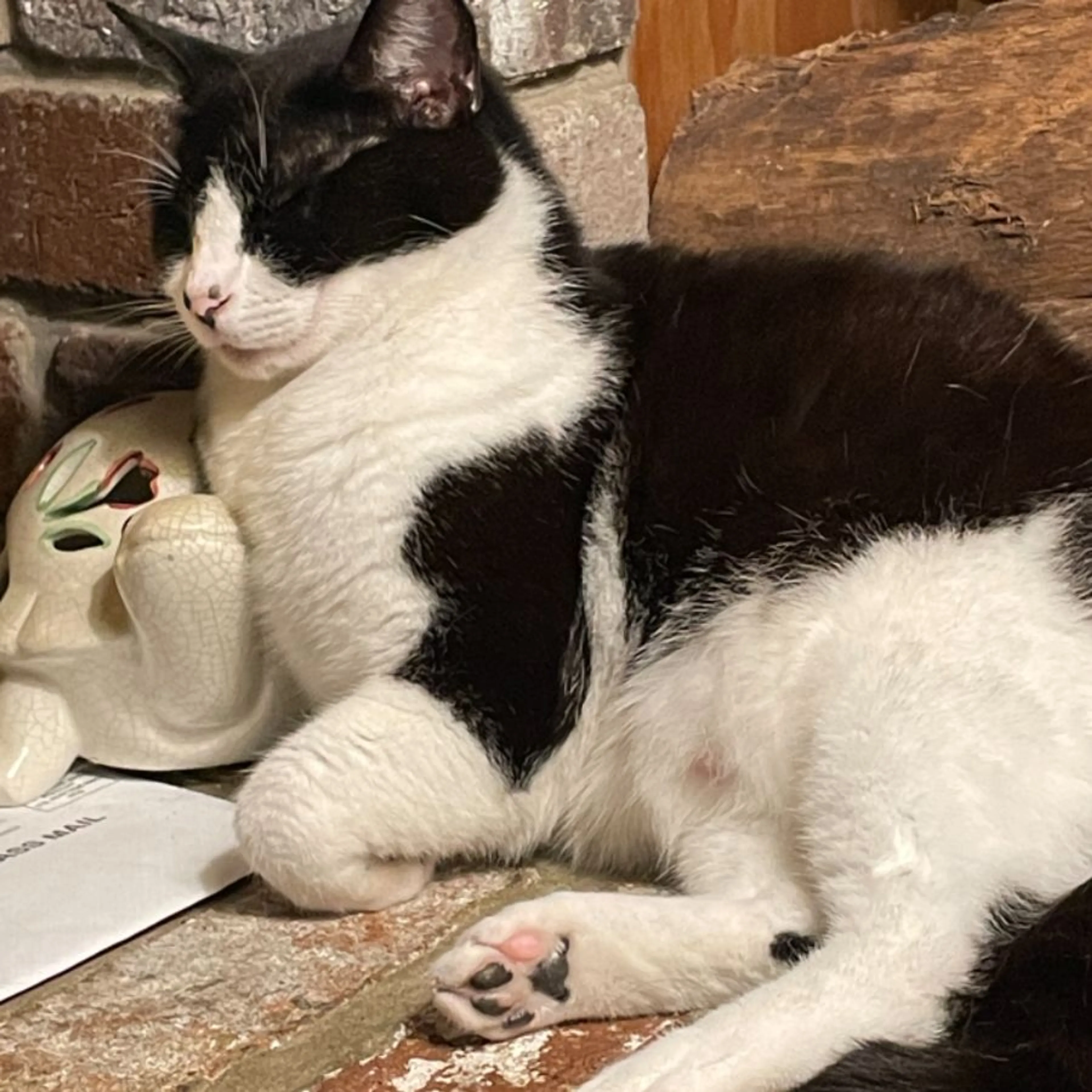 Lost pet