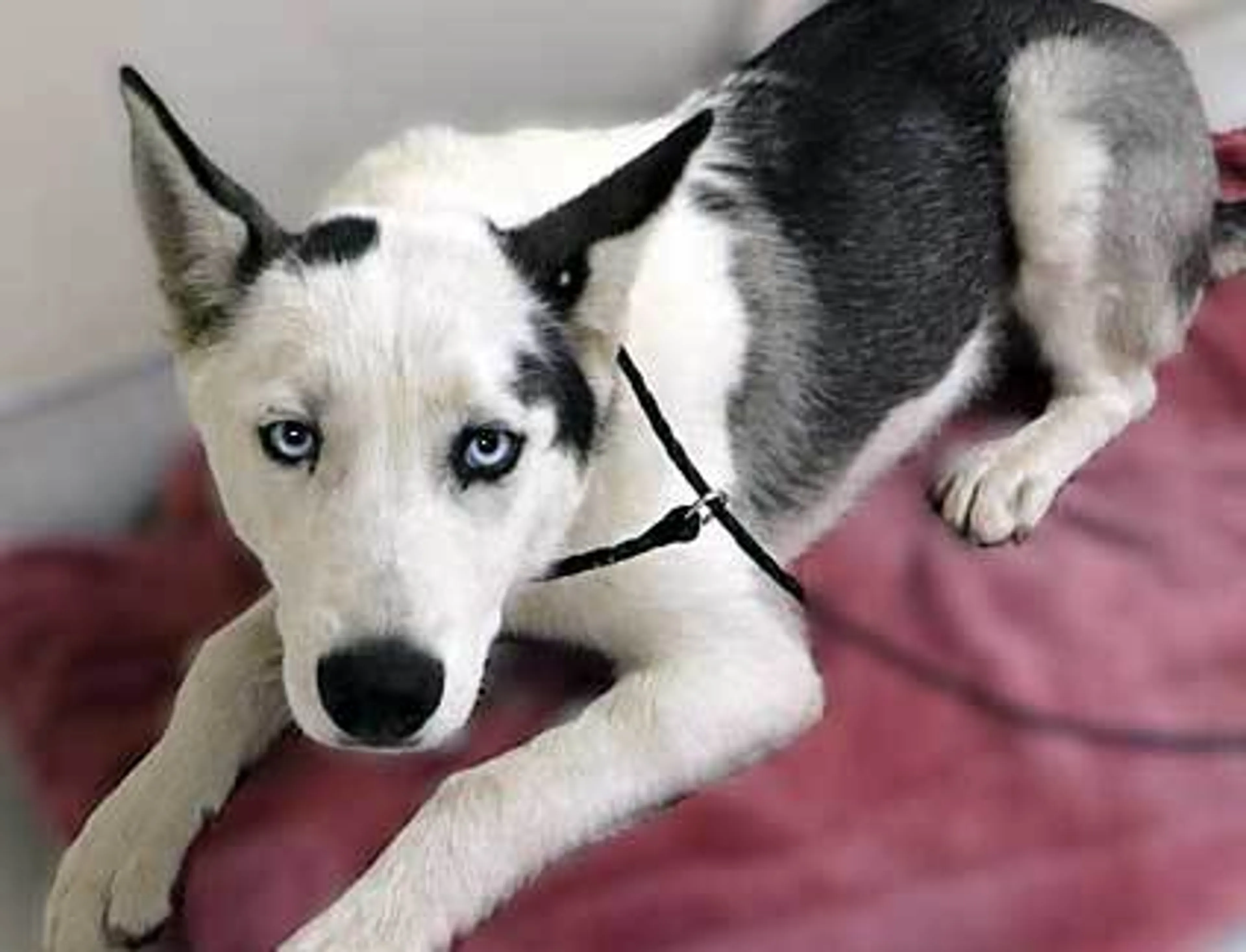 Found pet