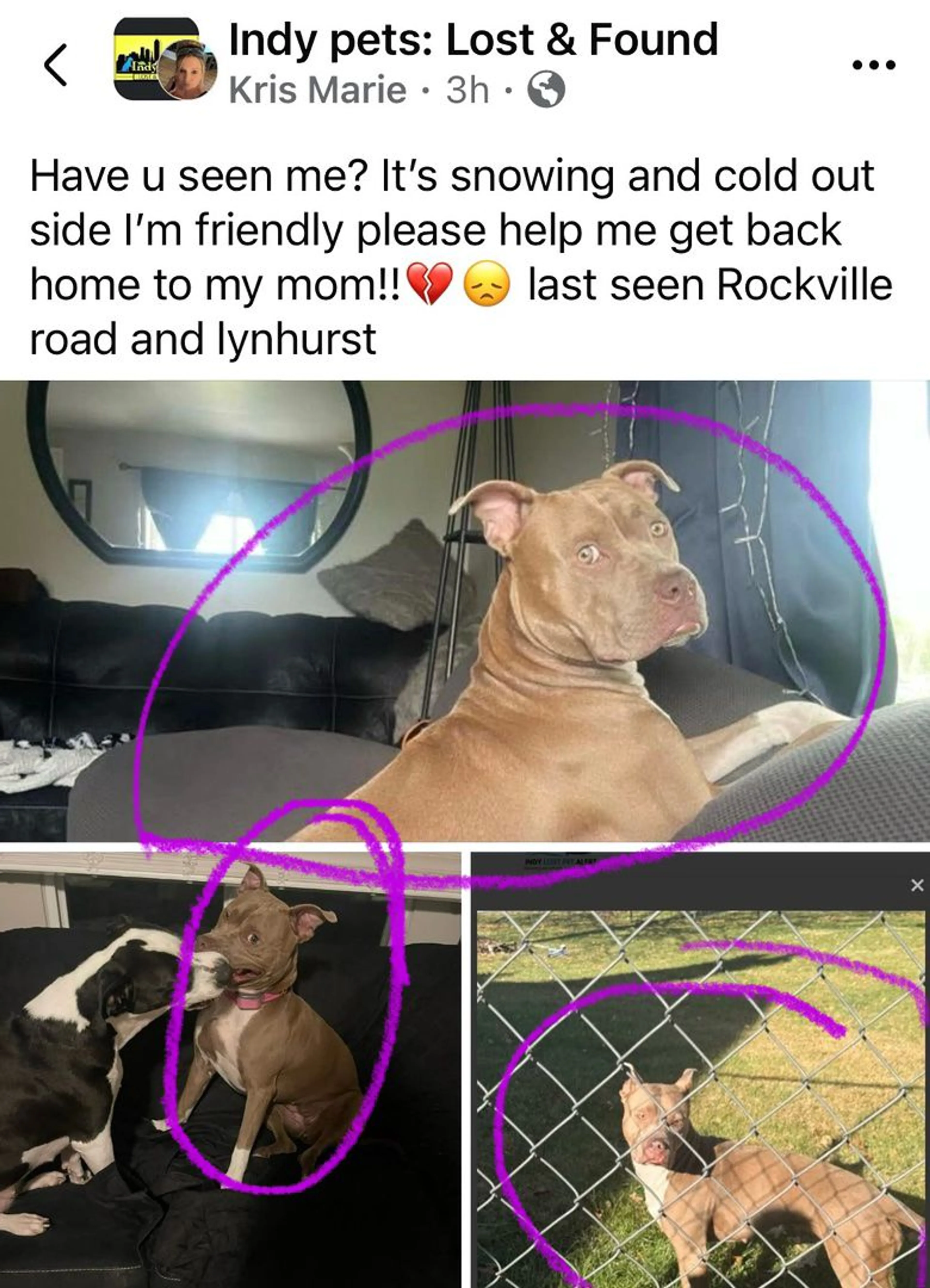 Lost pet