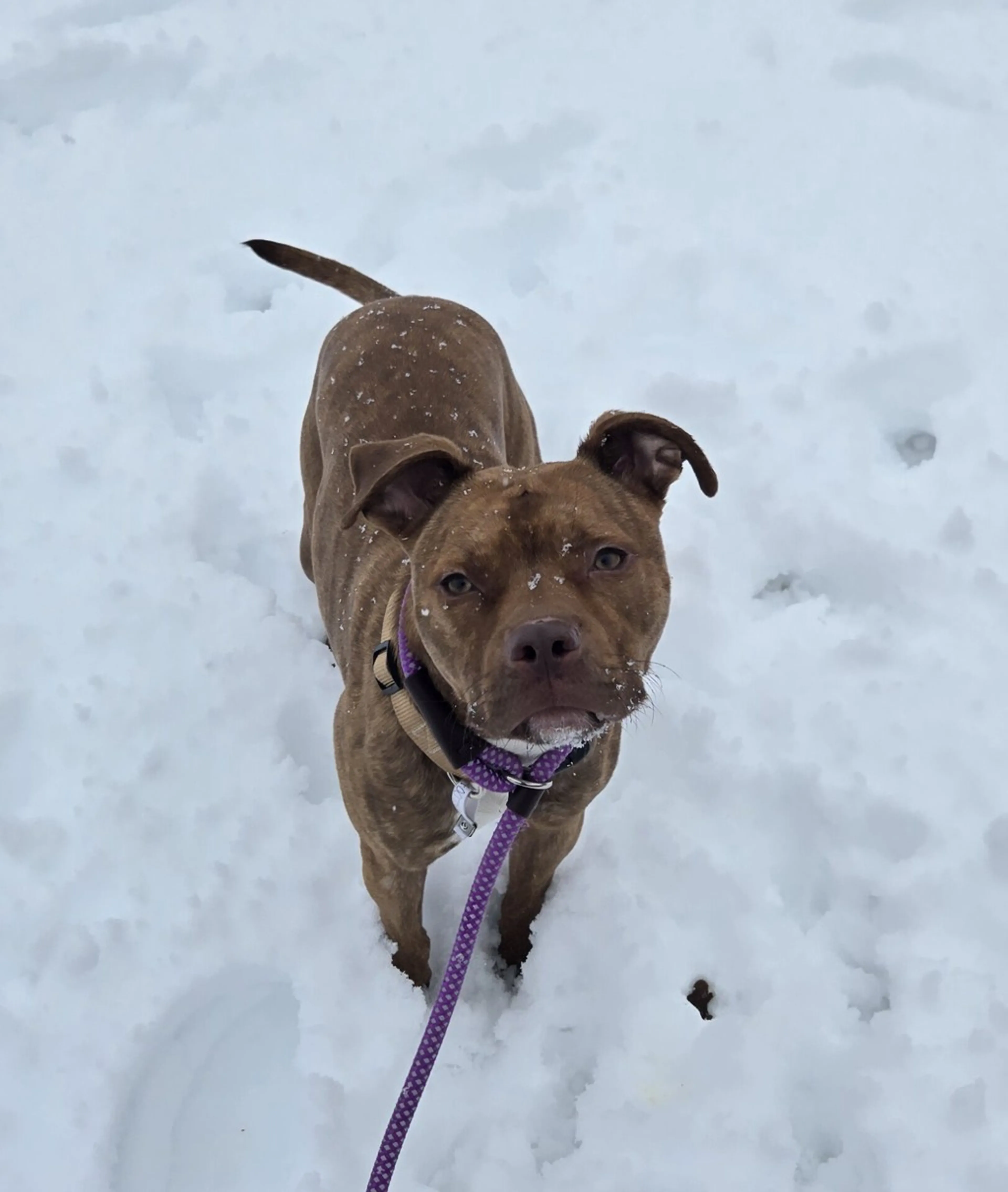 Found pet-2