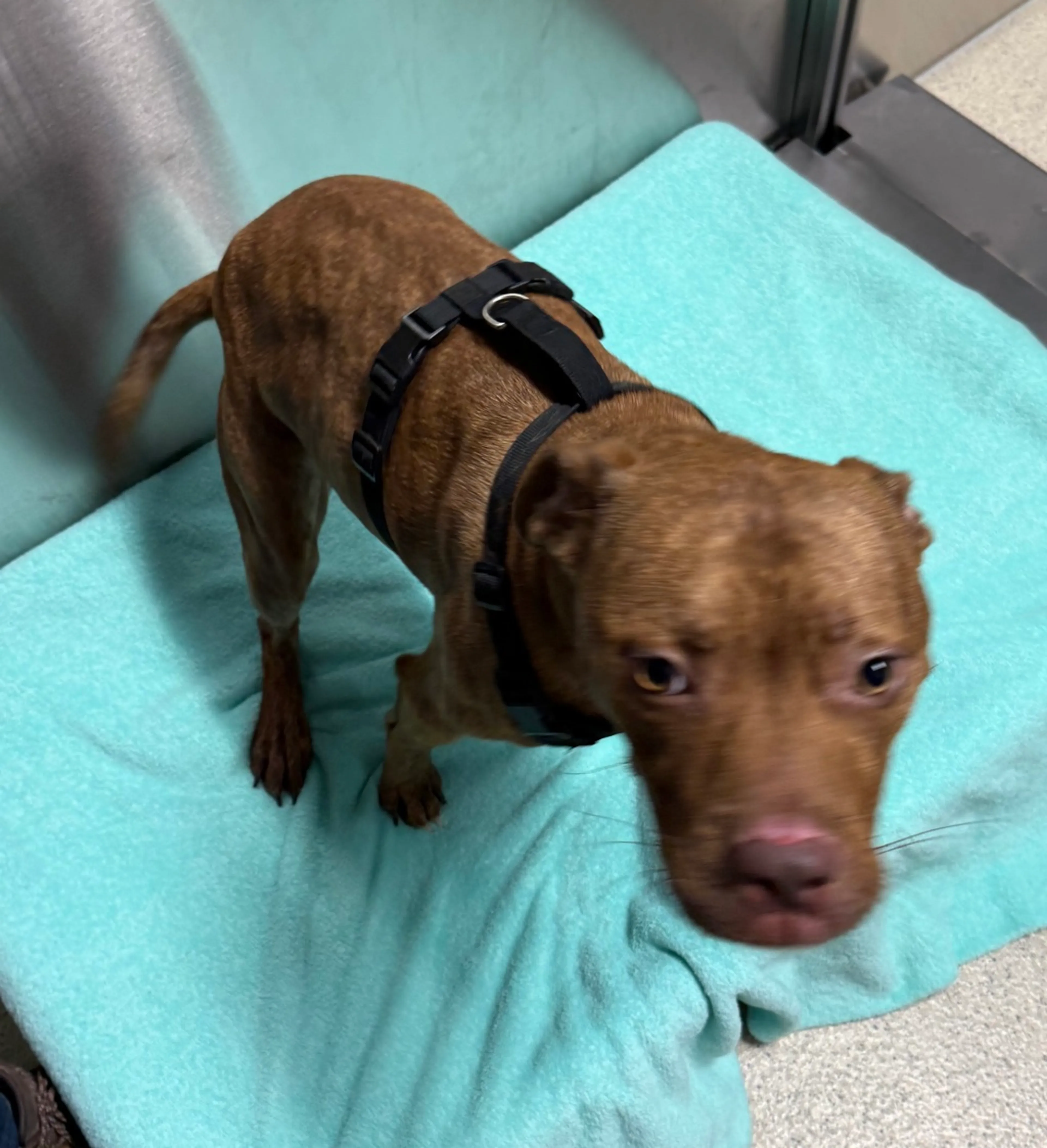 Found pet-4