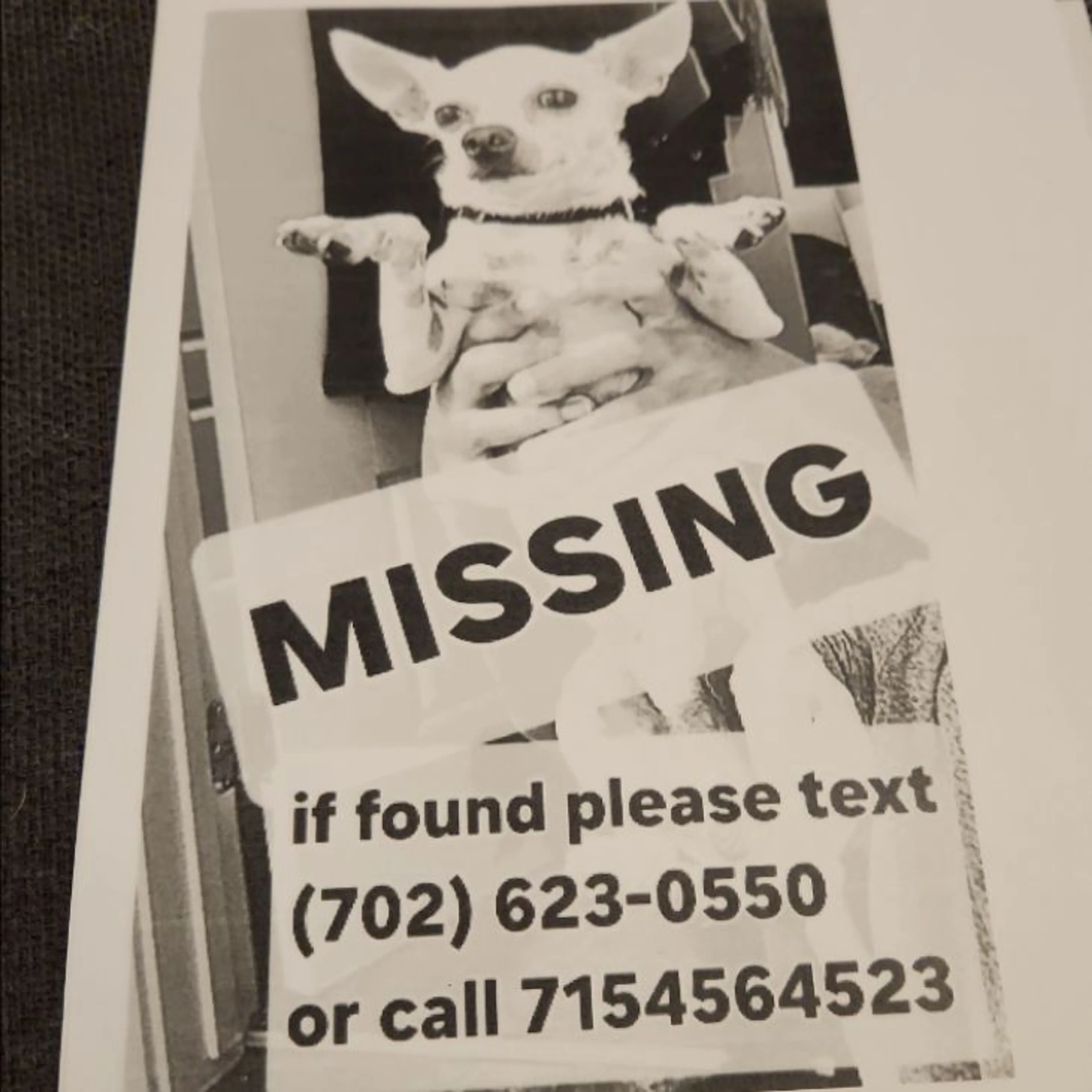 Lost pet