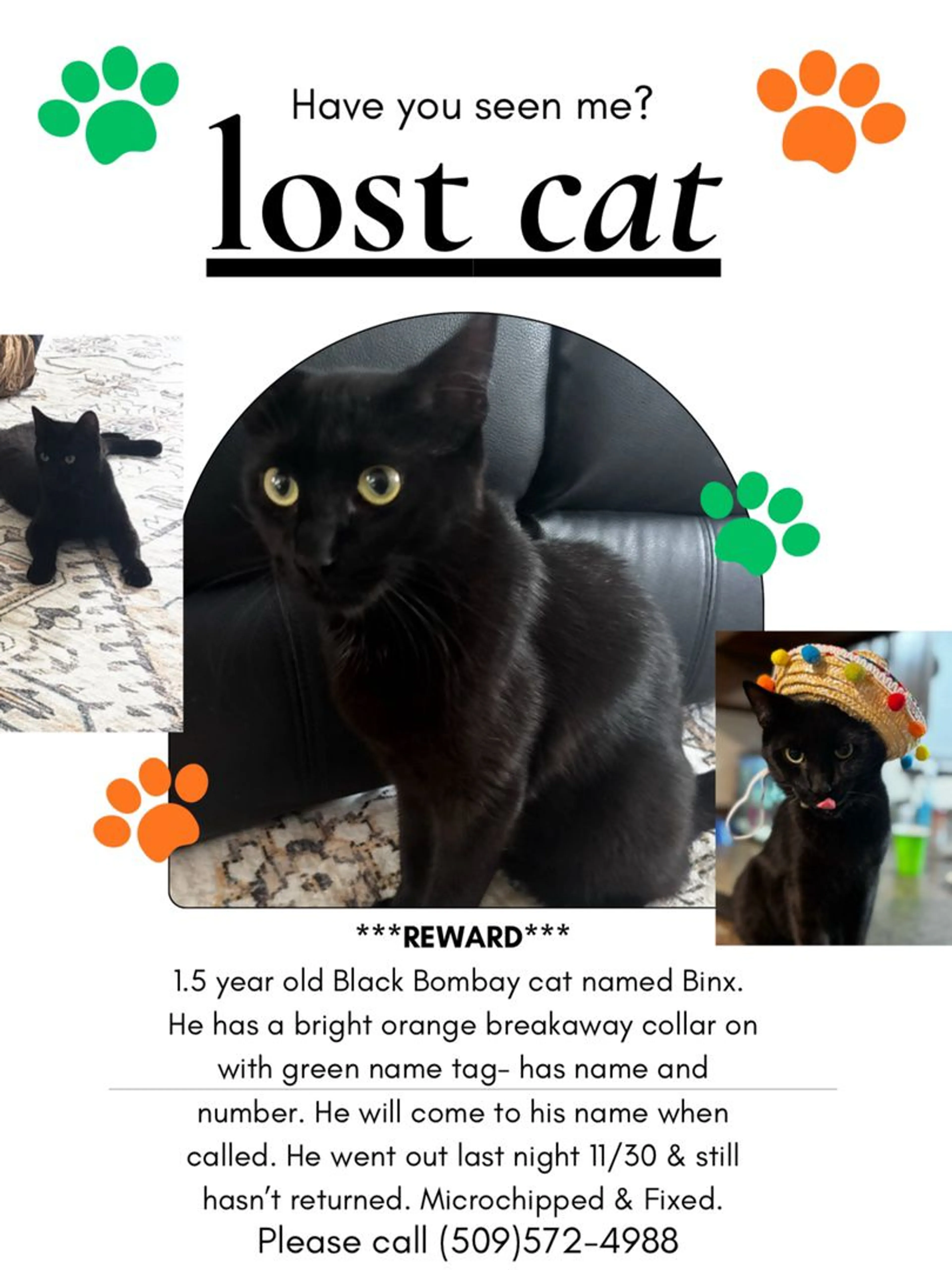 Lost pet