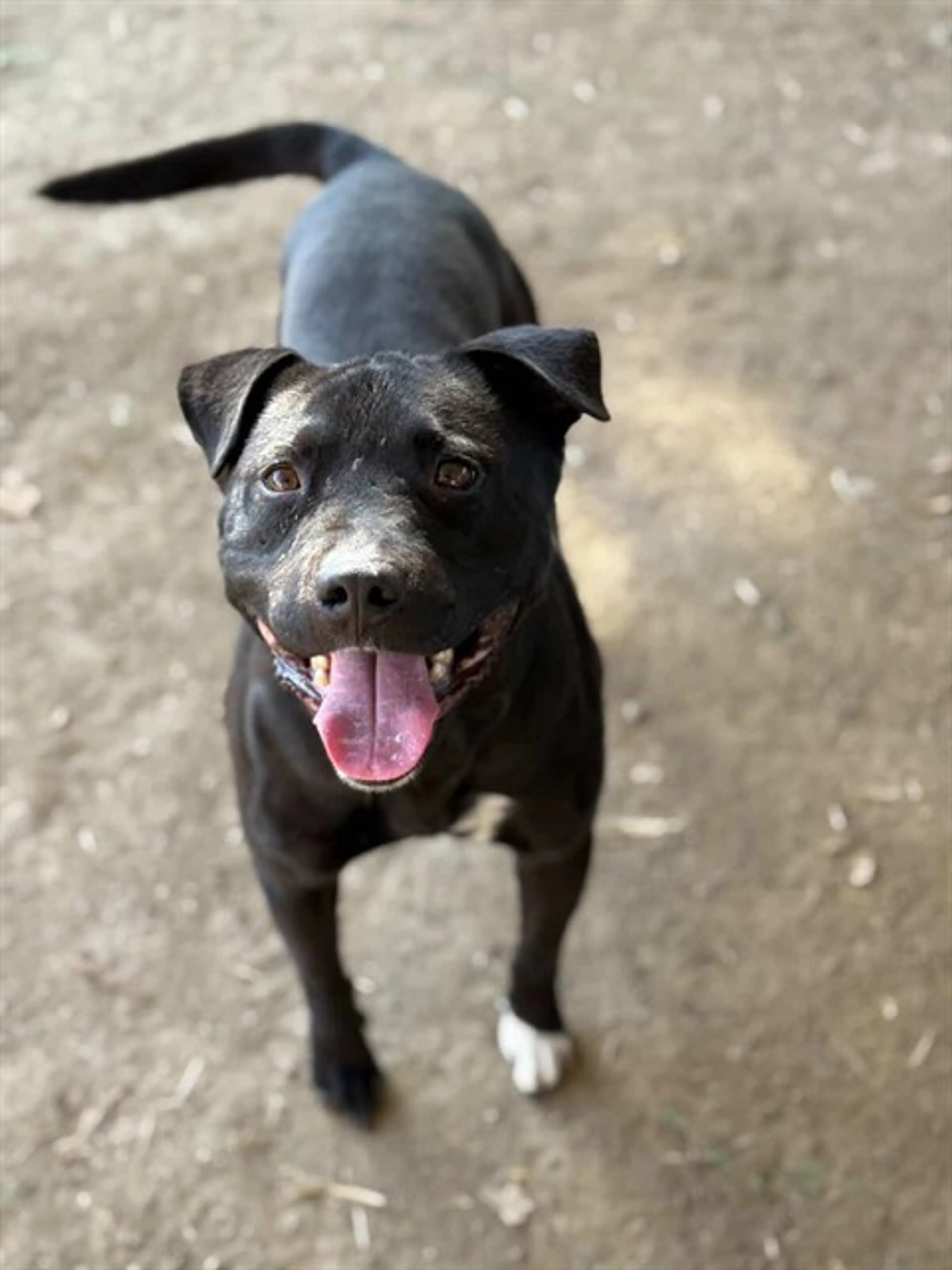 Found pet