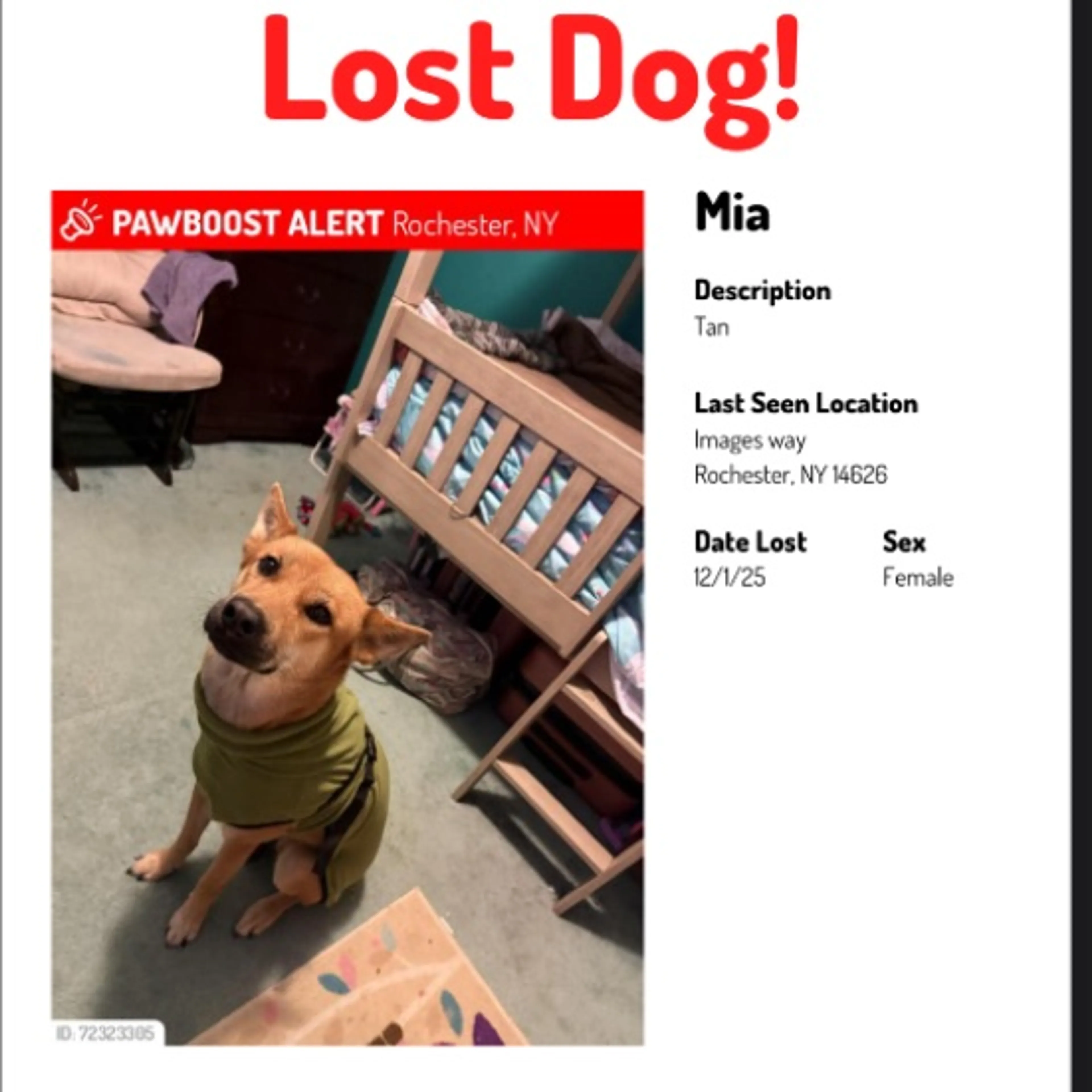 Lost pet