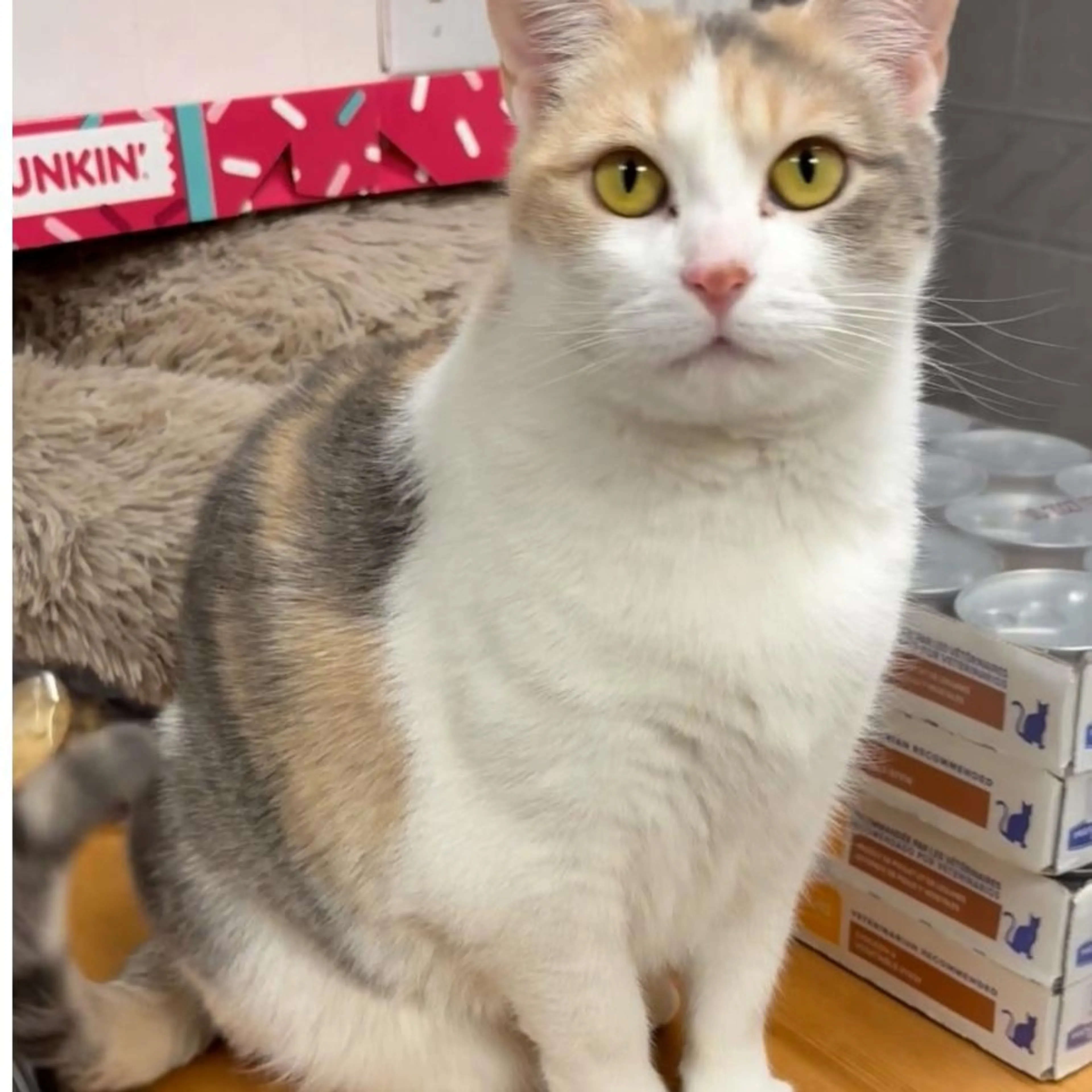 Found pet-0