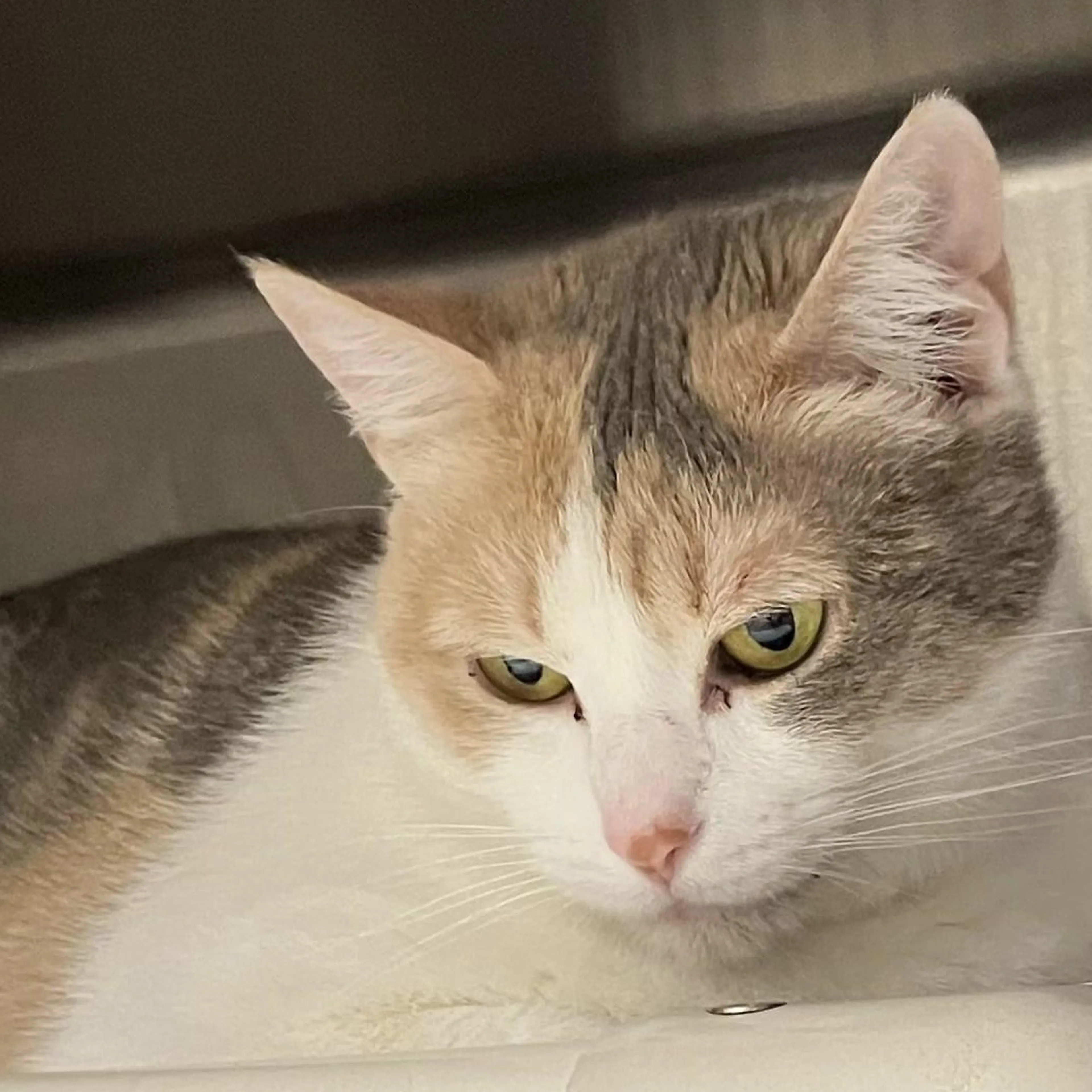 Found pet-2