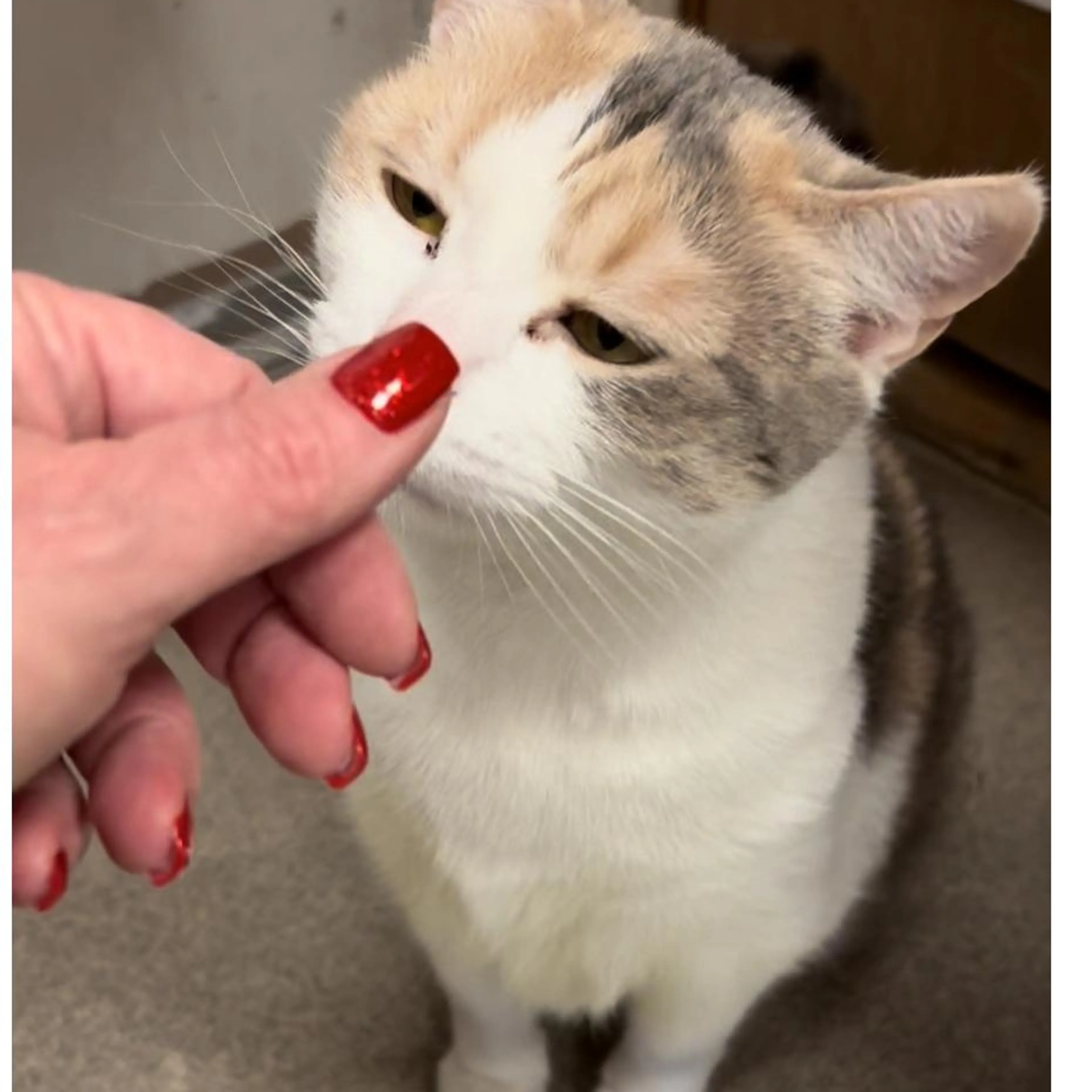 Found pet-1