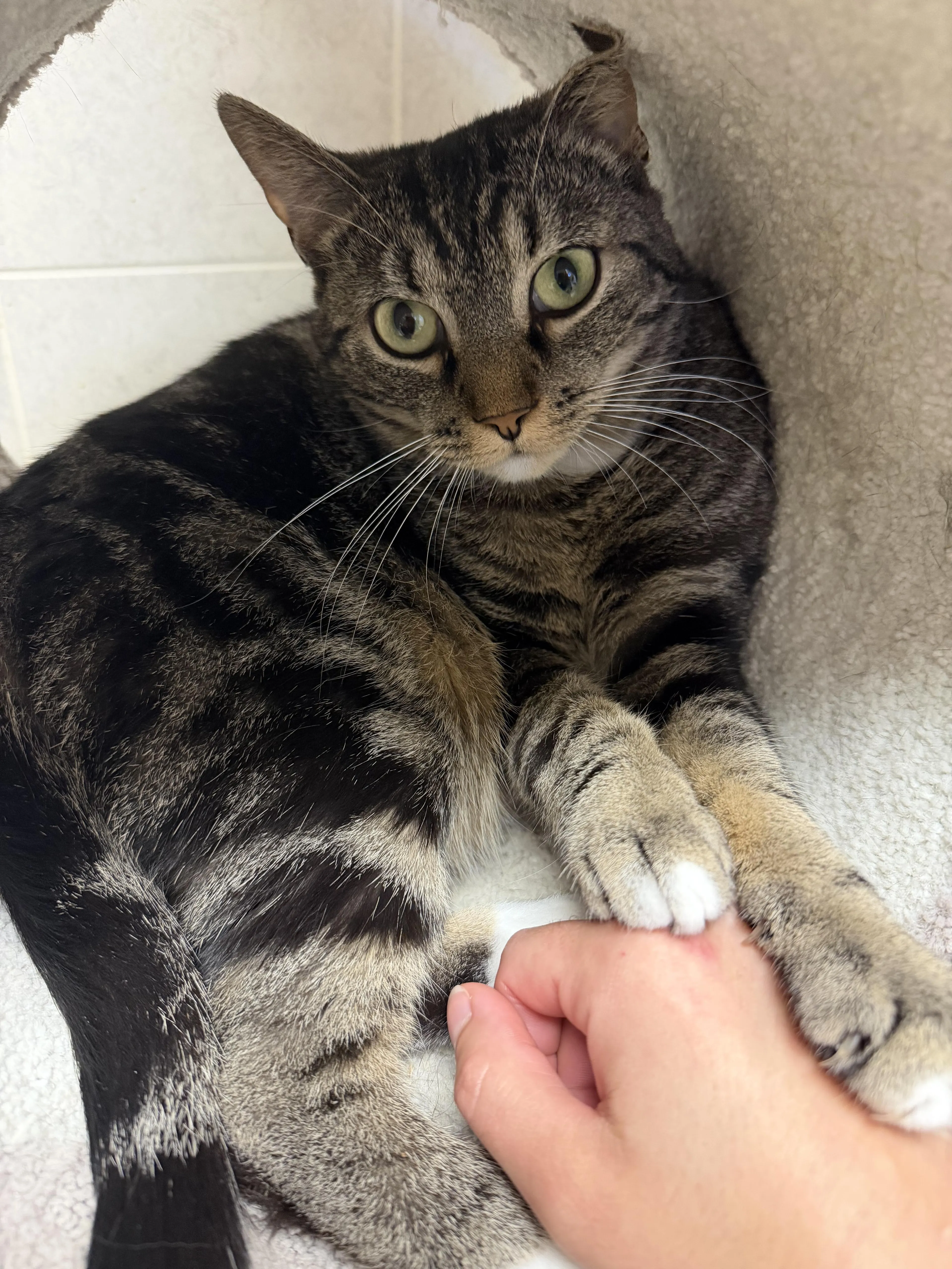 Found pet-4