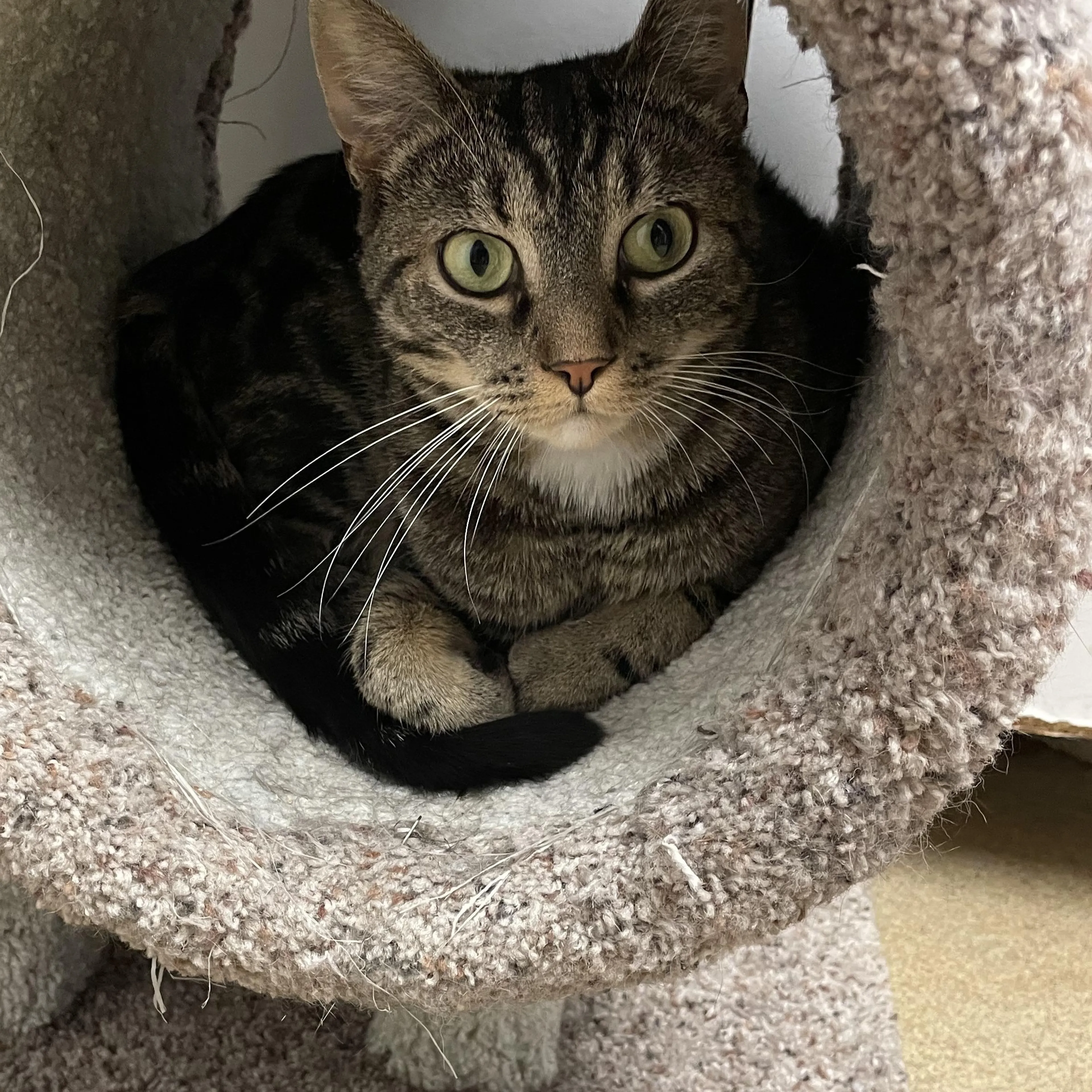 Found pet-3