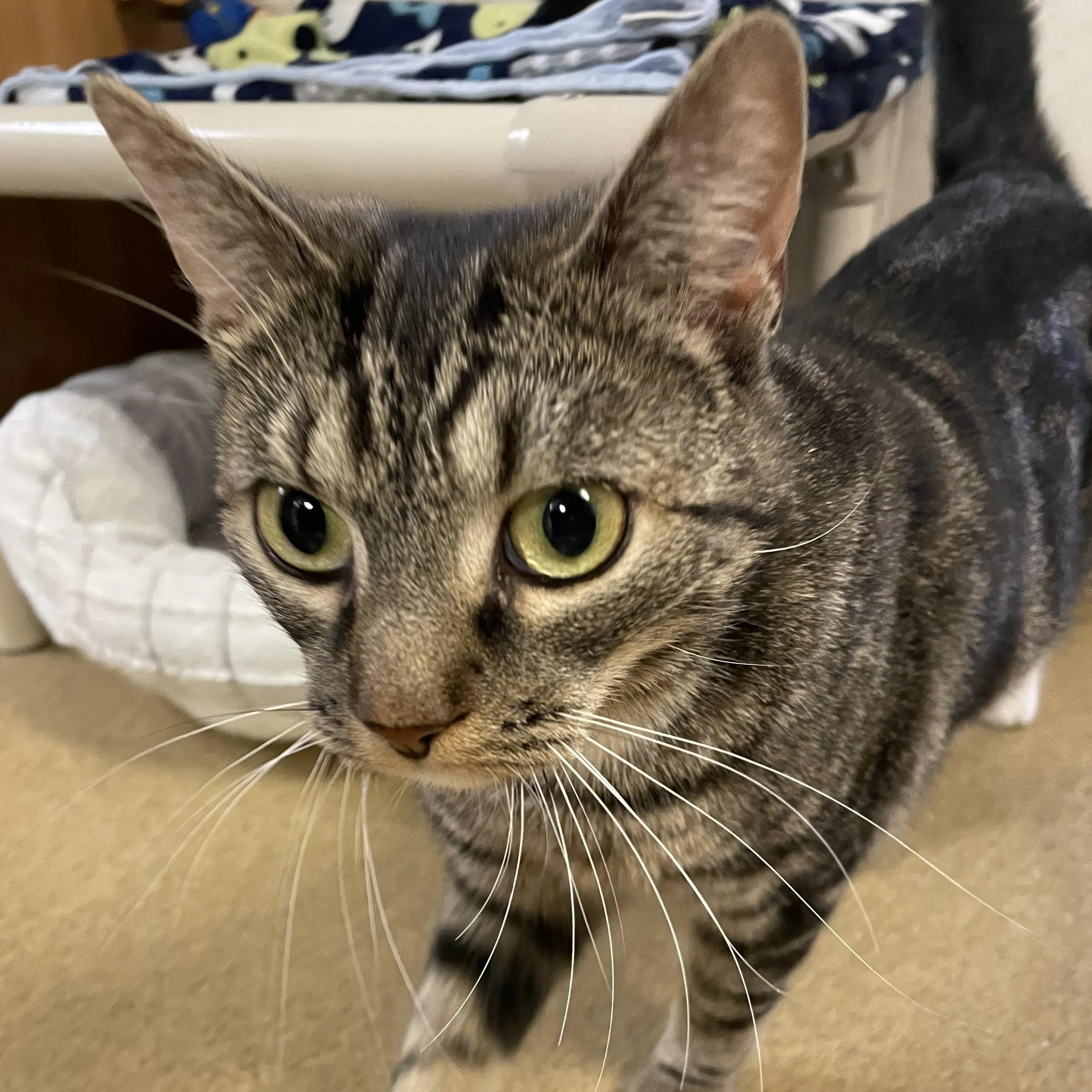 Found pet-2