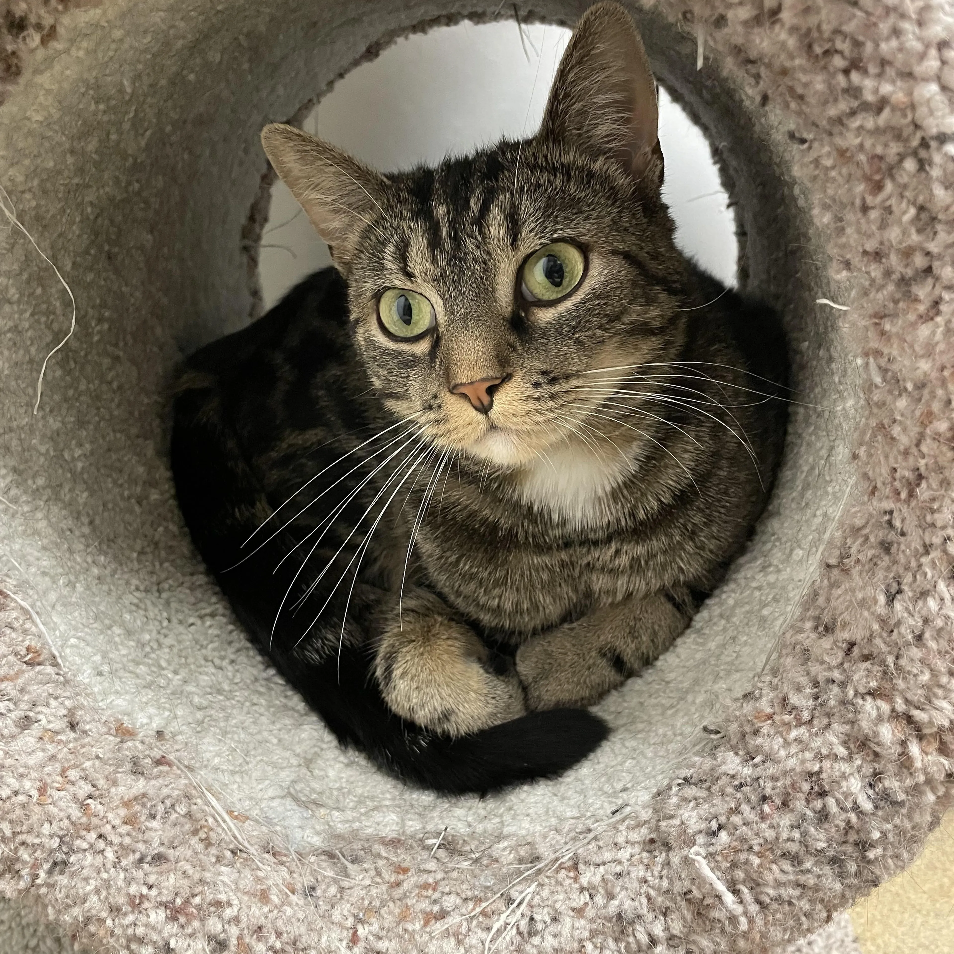 Found pet-1