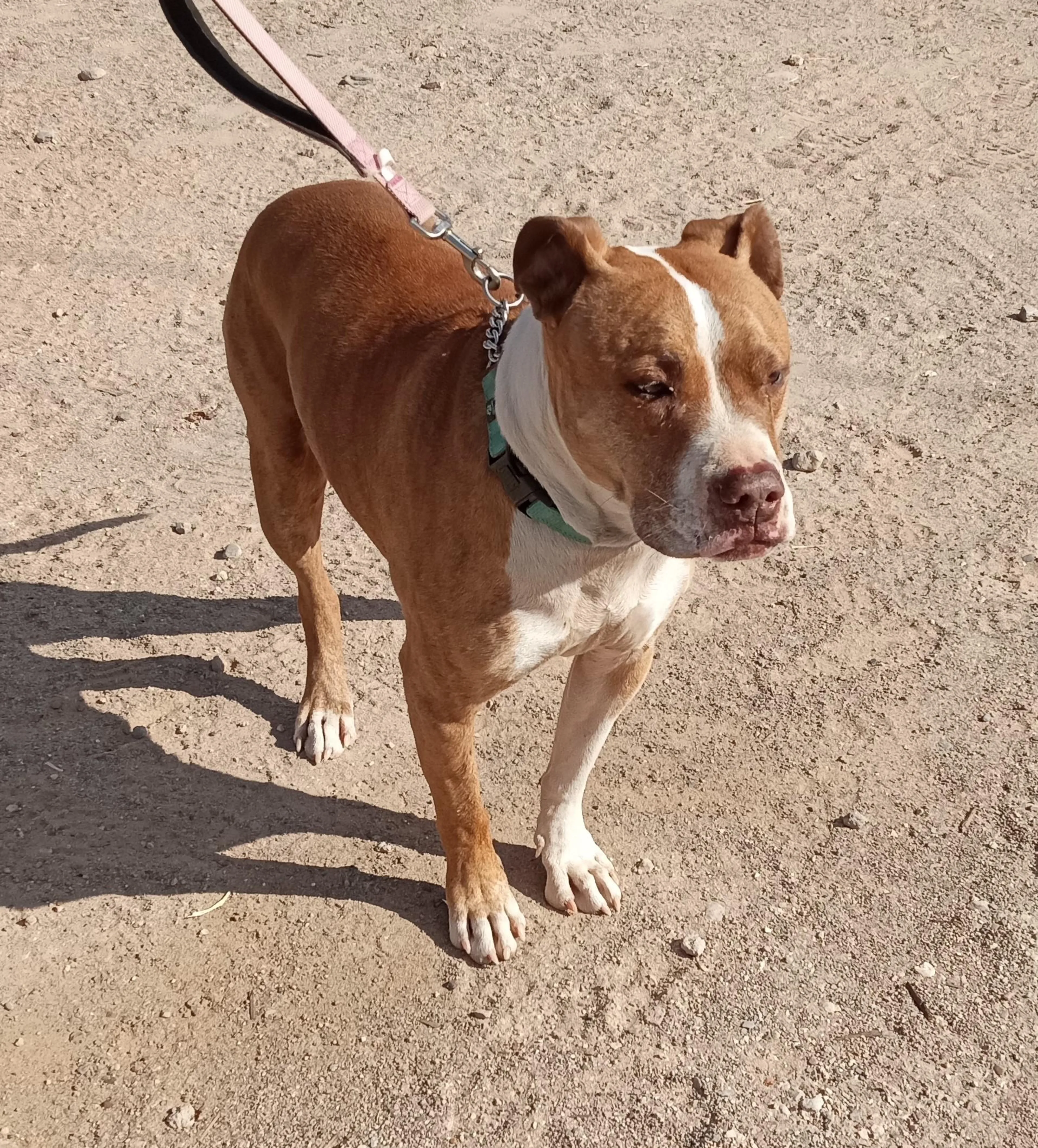 Found pet