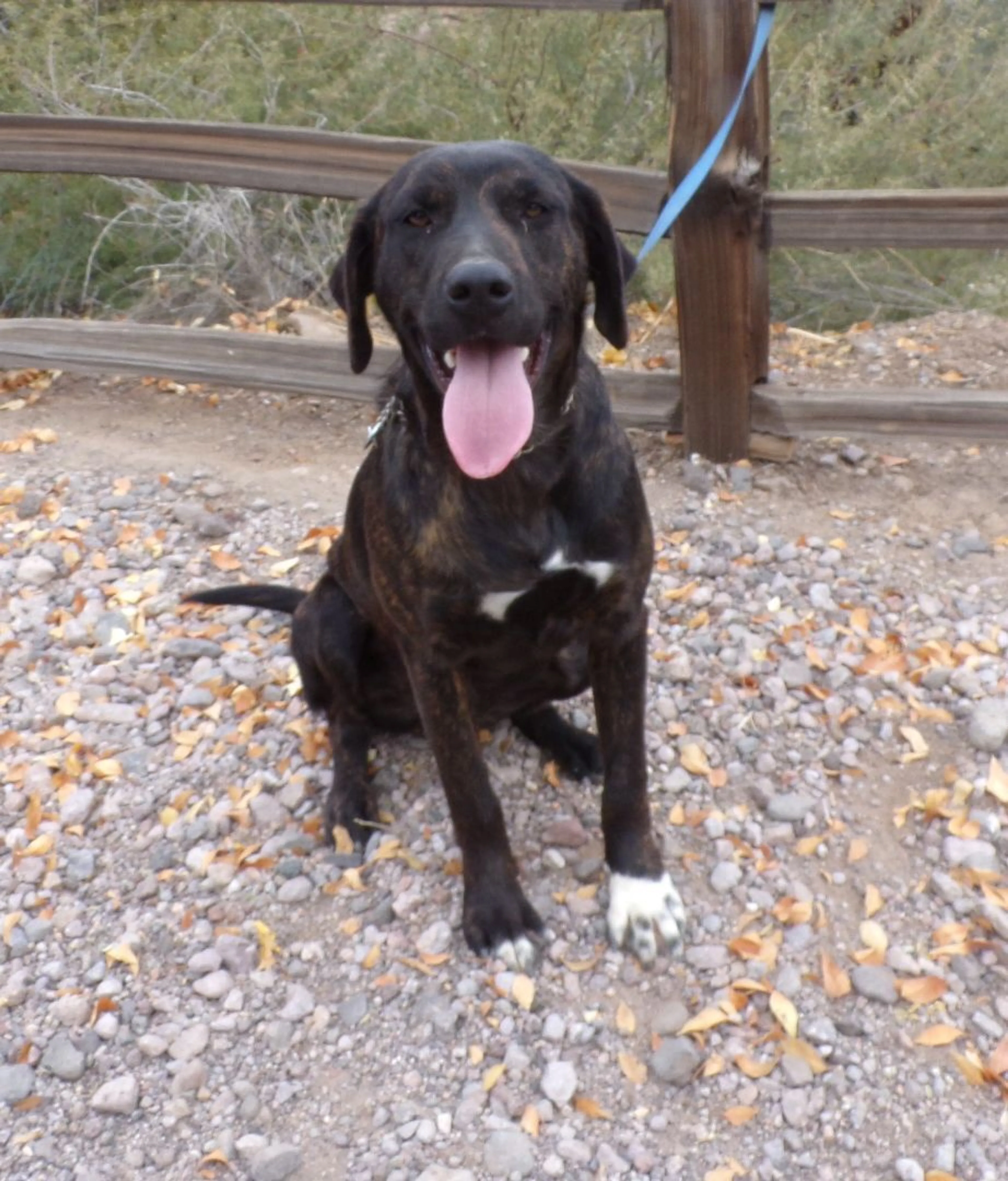 Found pet-2