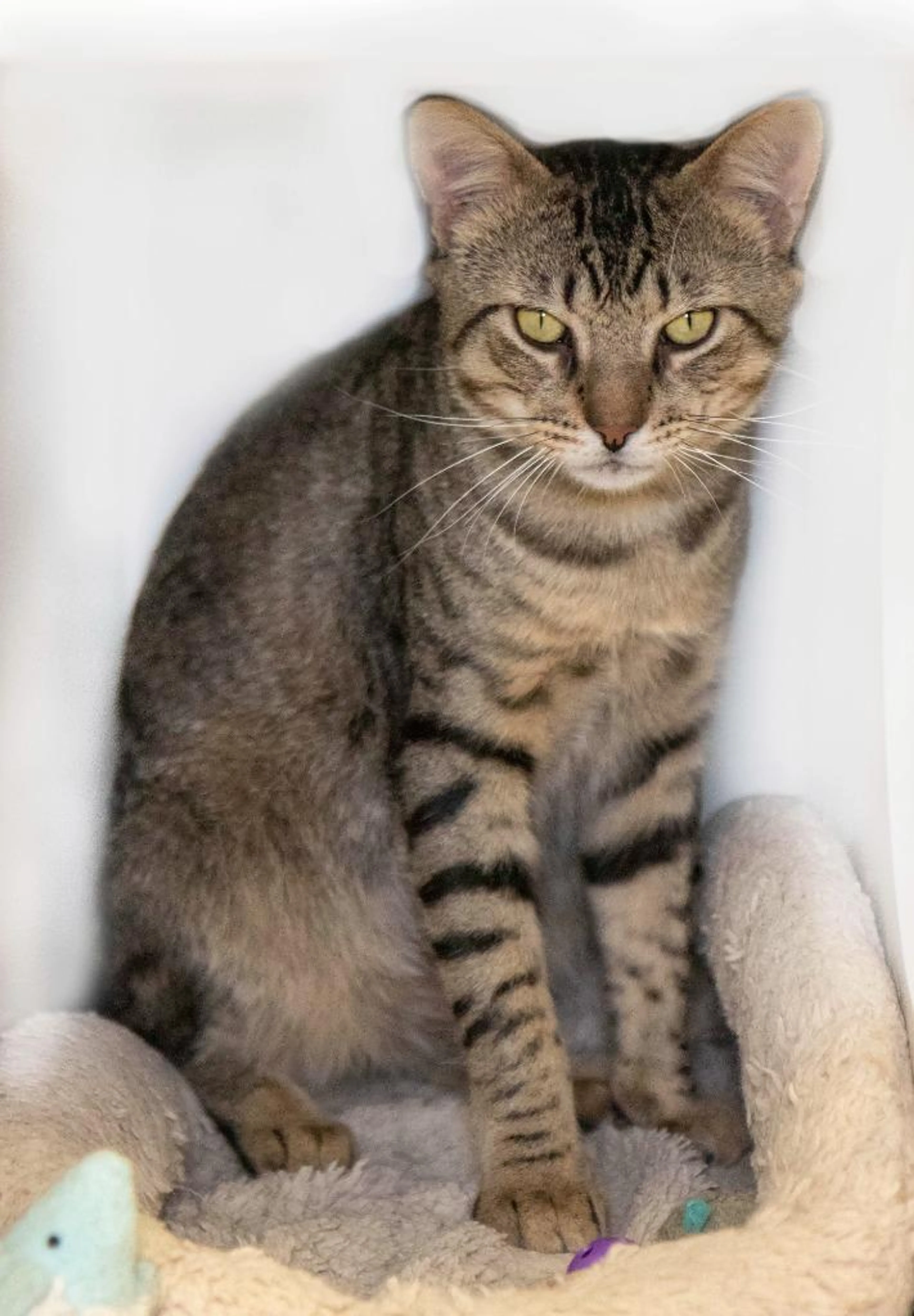 Found pet-2