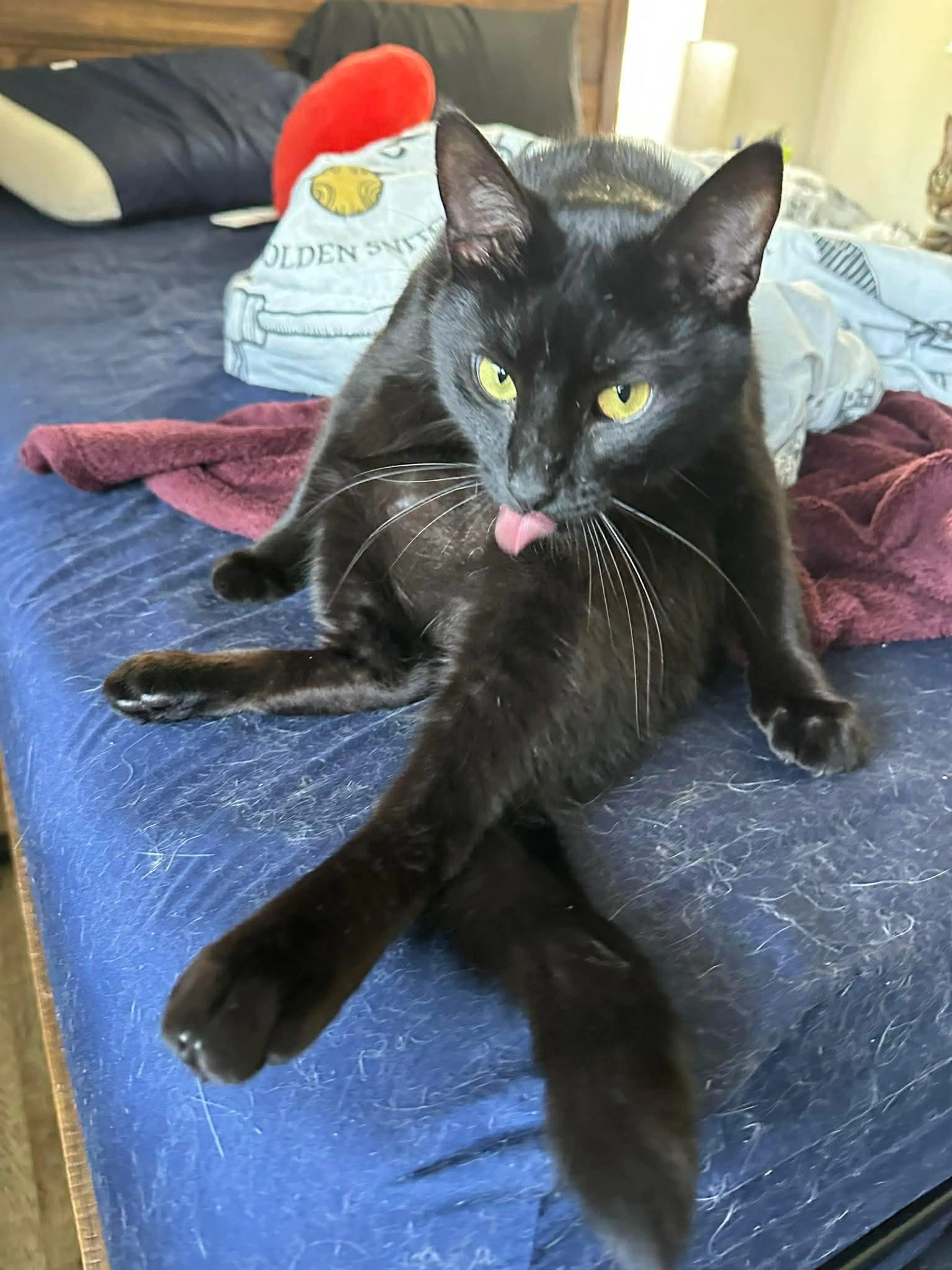 Found pet-0
