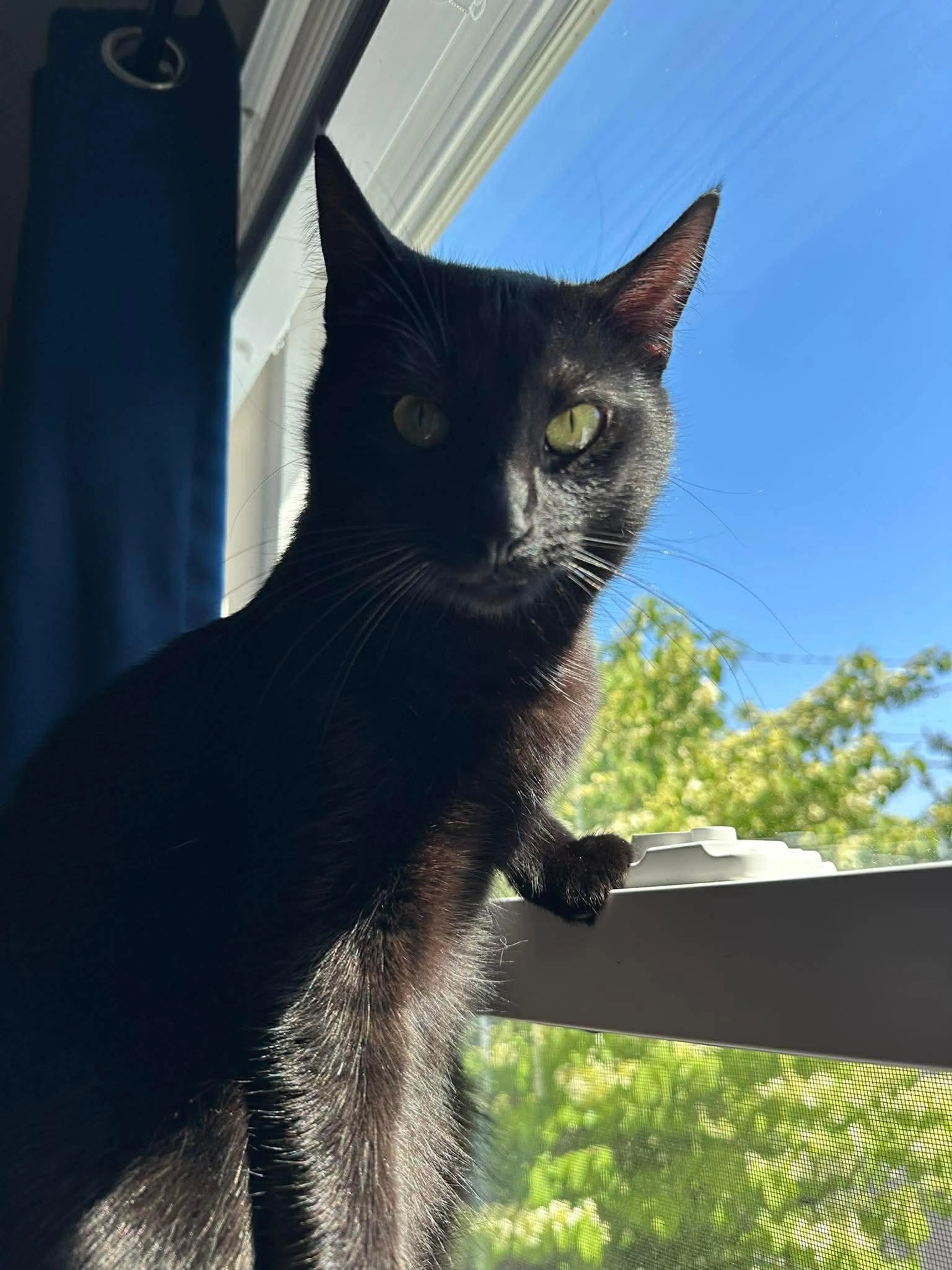 Found pet-2