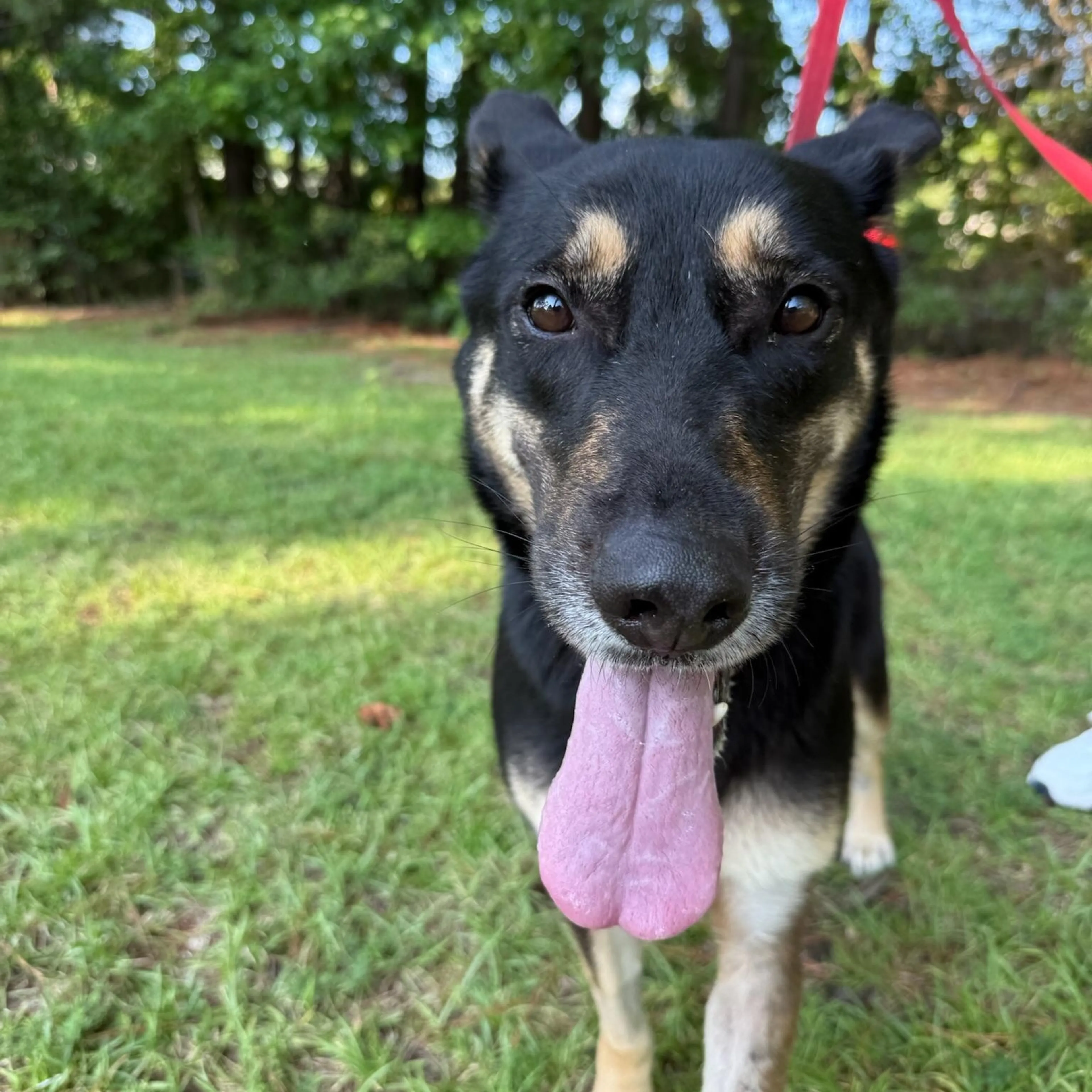 Found pet-2