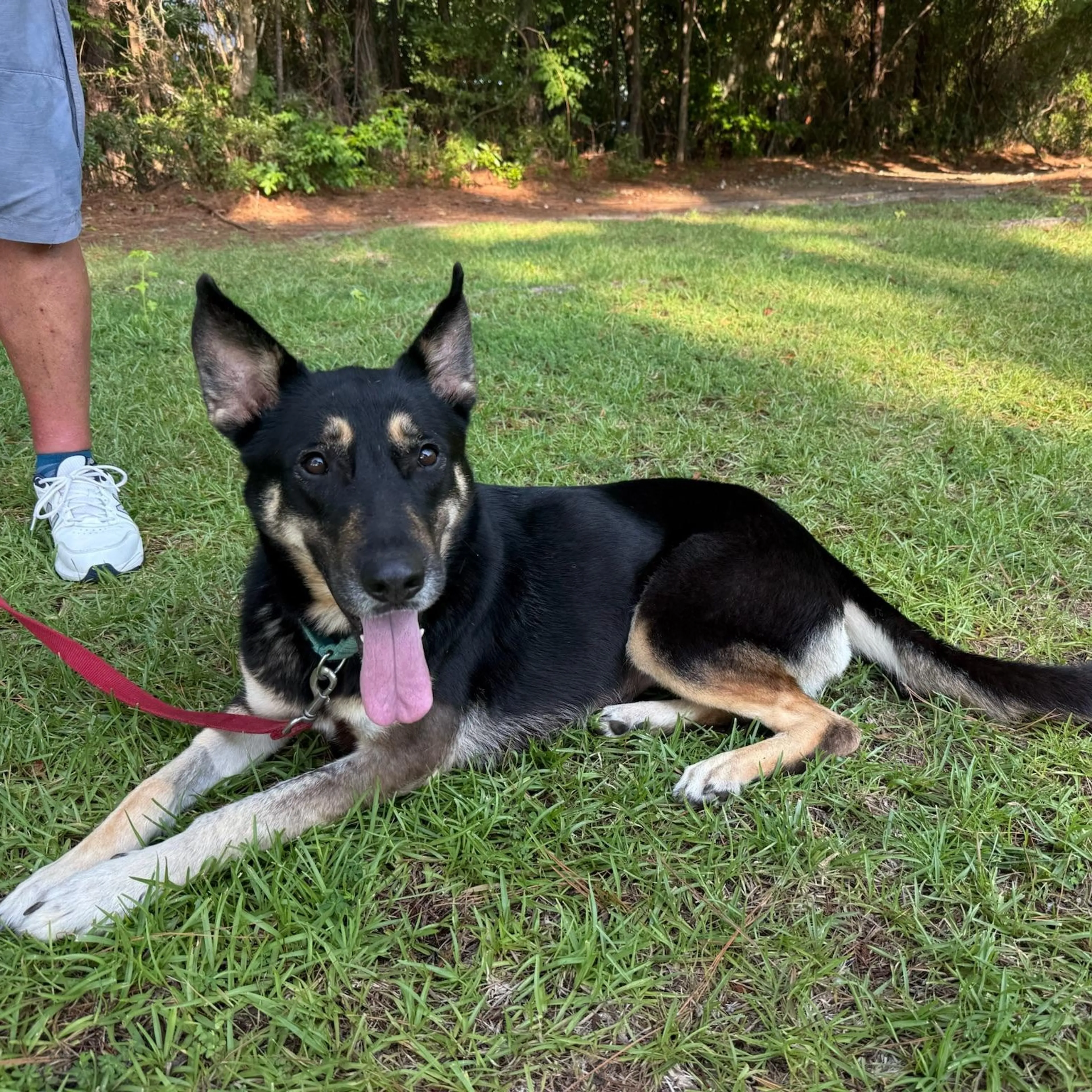 Found pet-1
