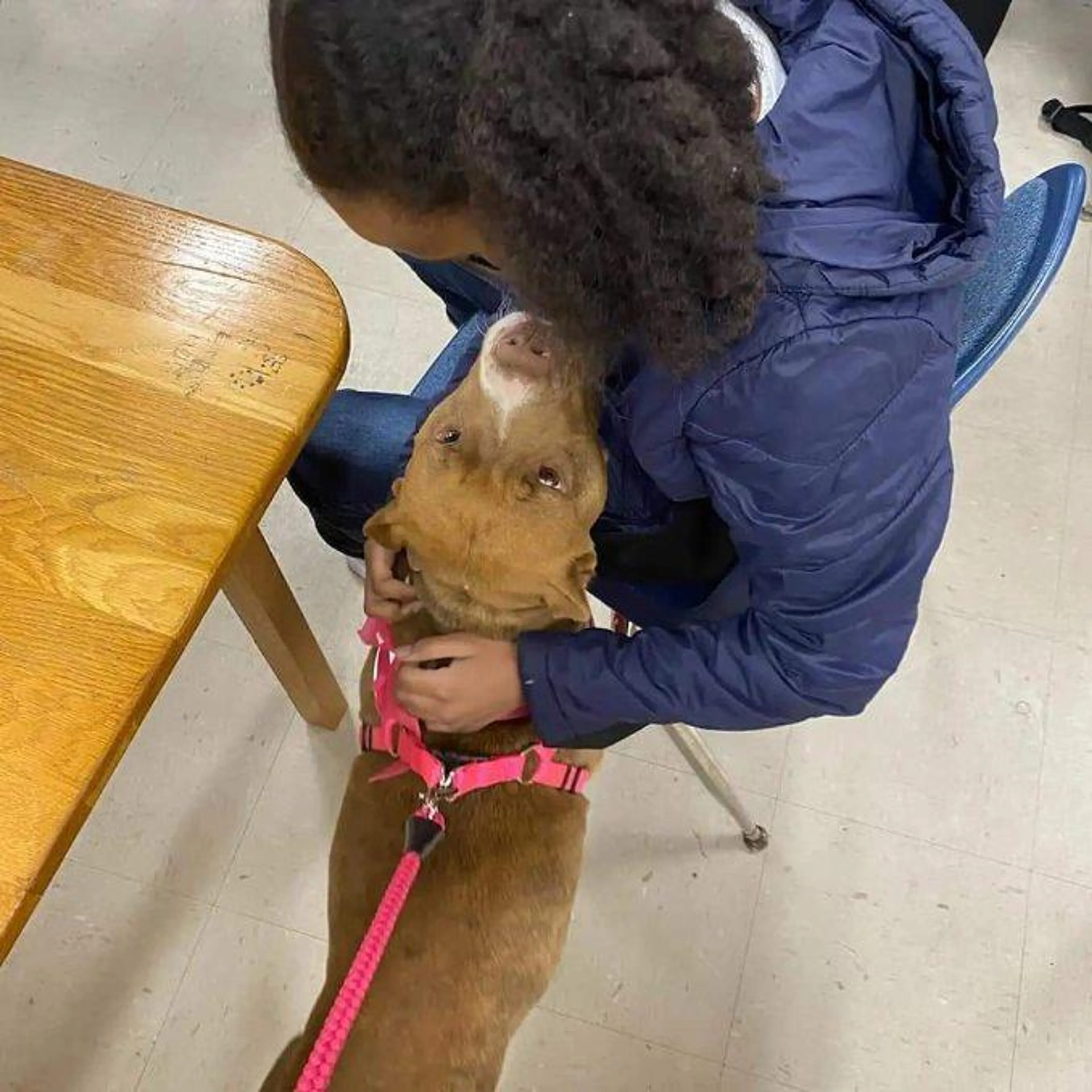 Found pet-1