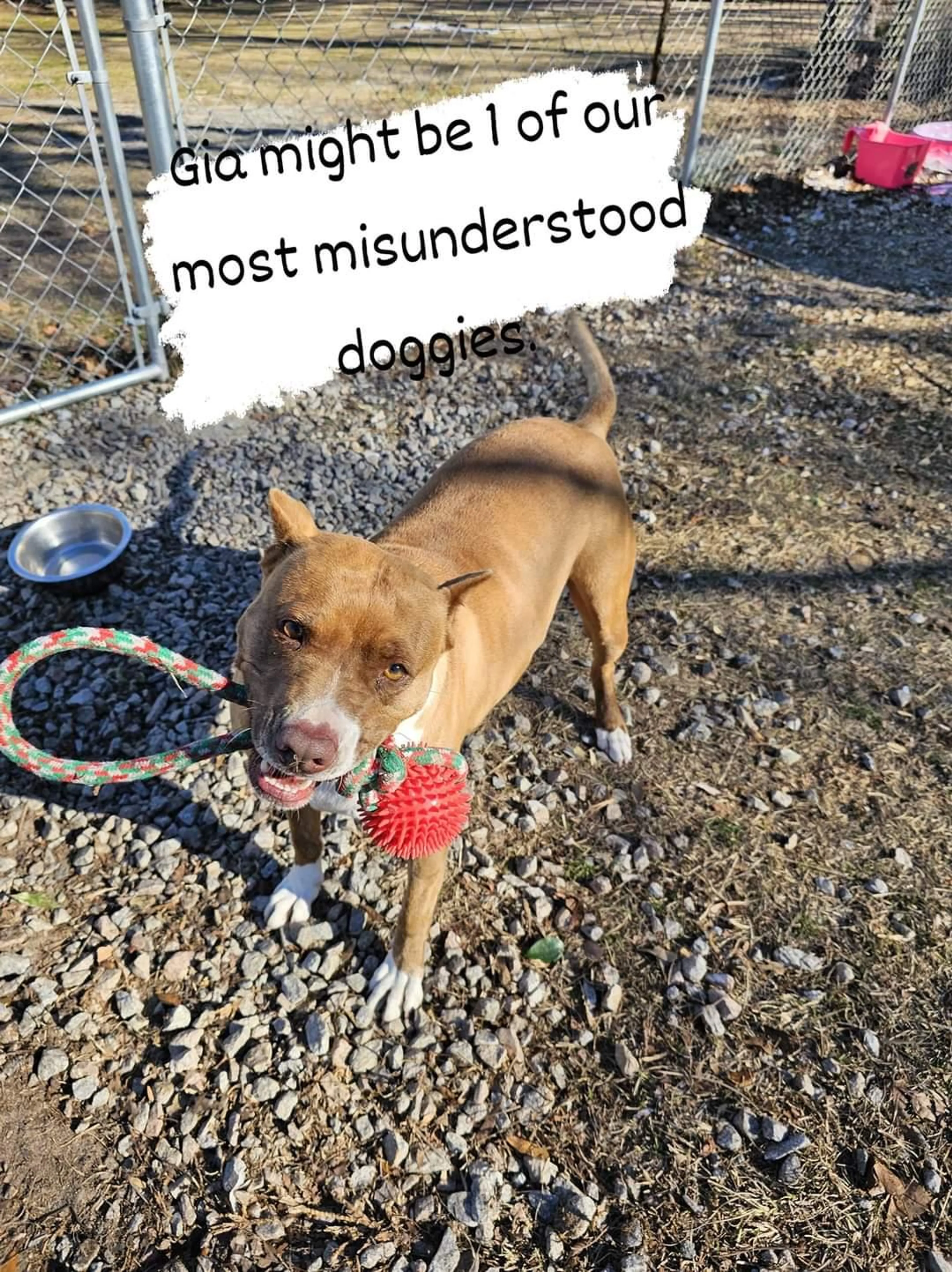Found pet-2