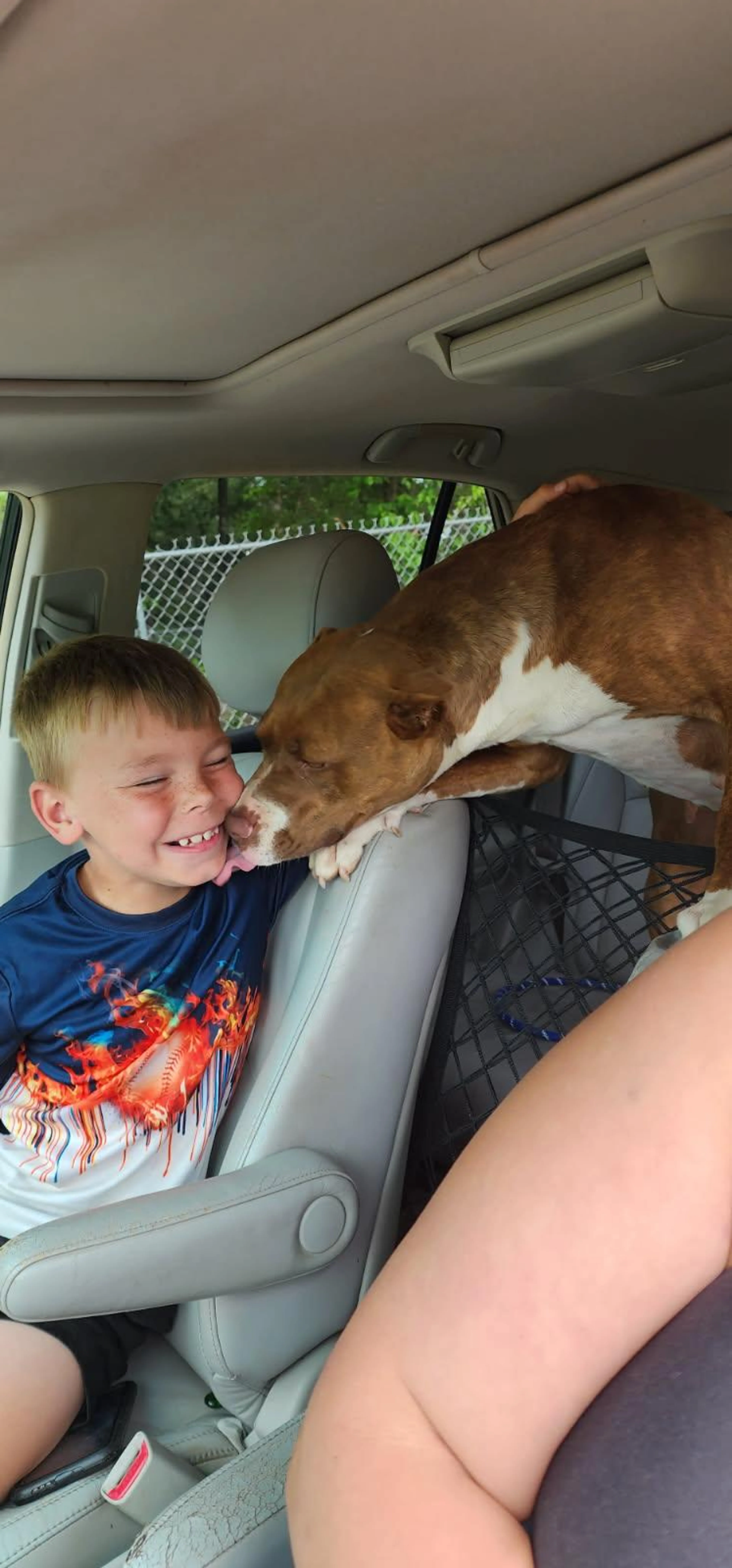 Found pet-3