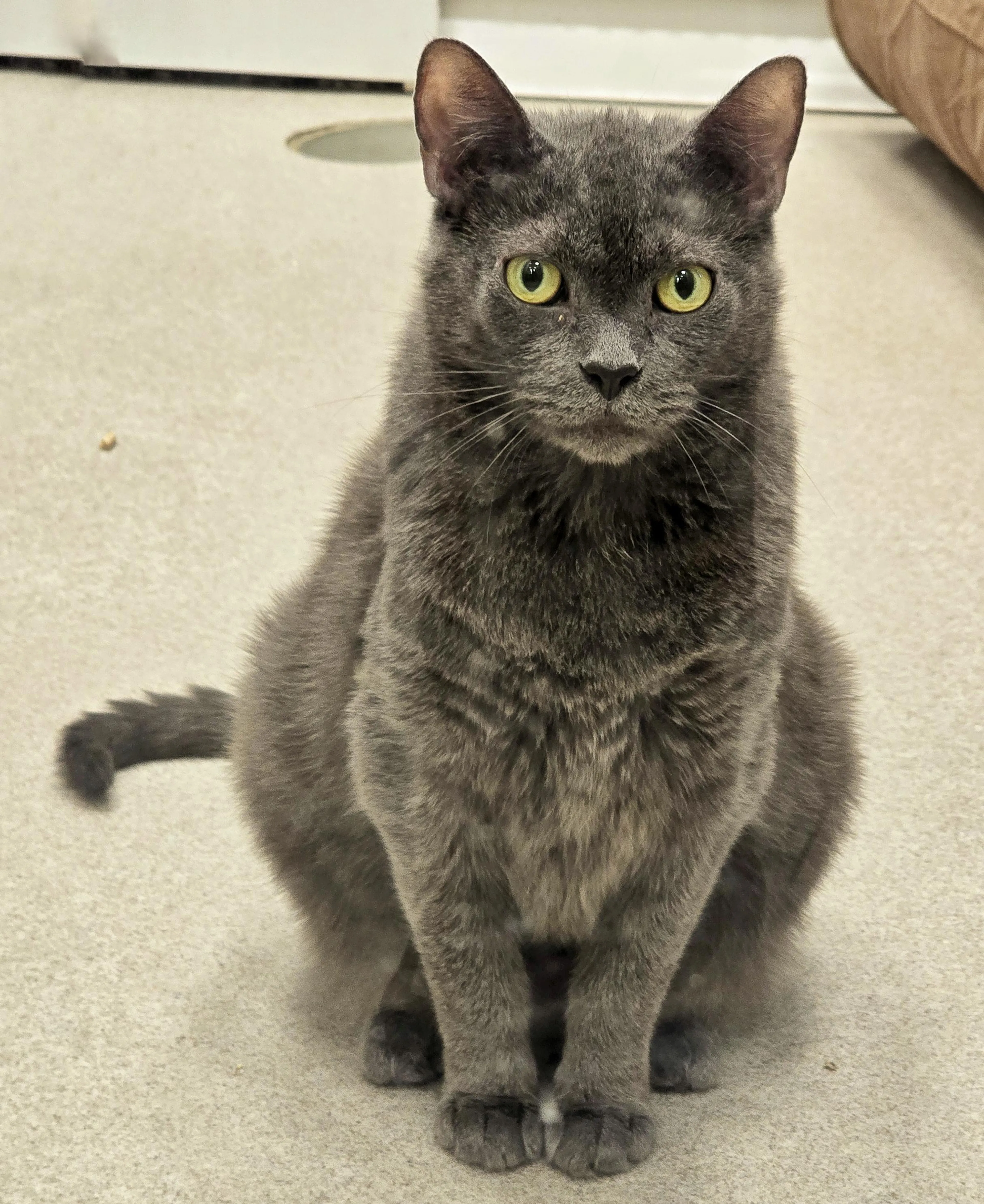 Found pet-2