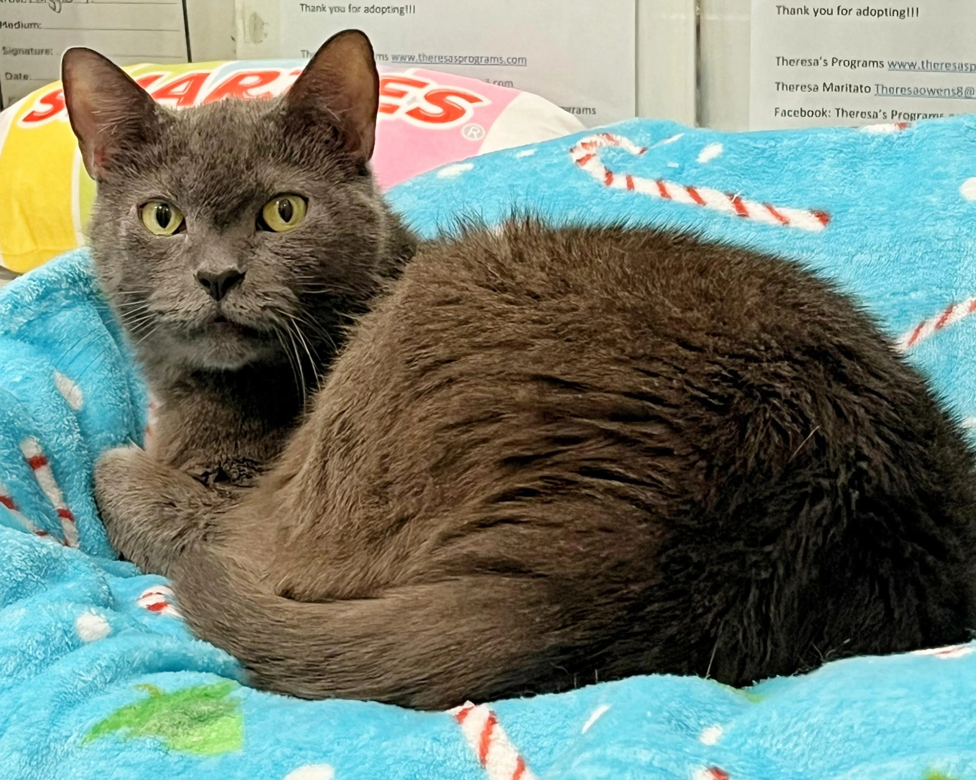 Found pet-1