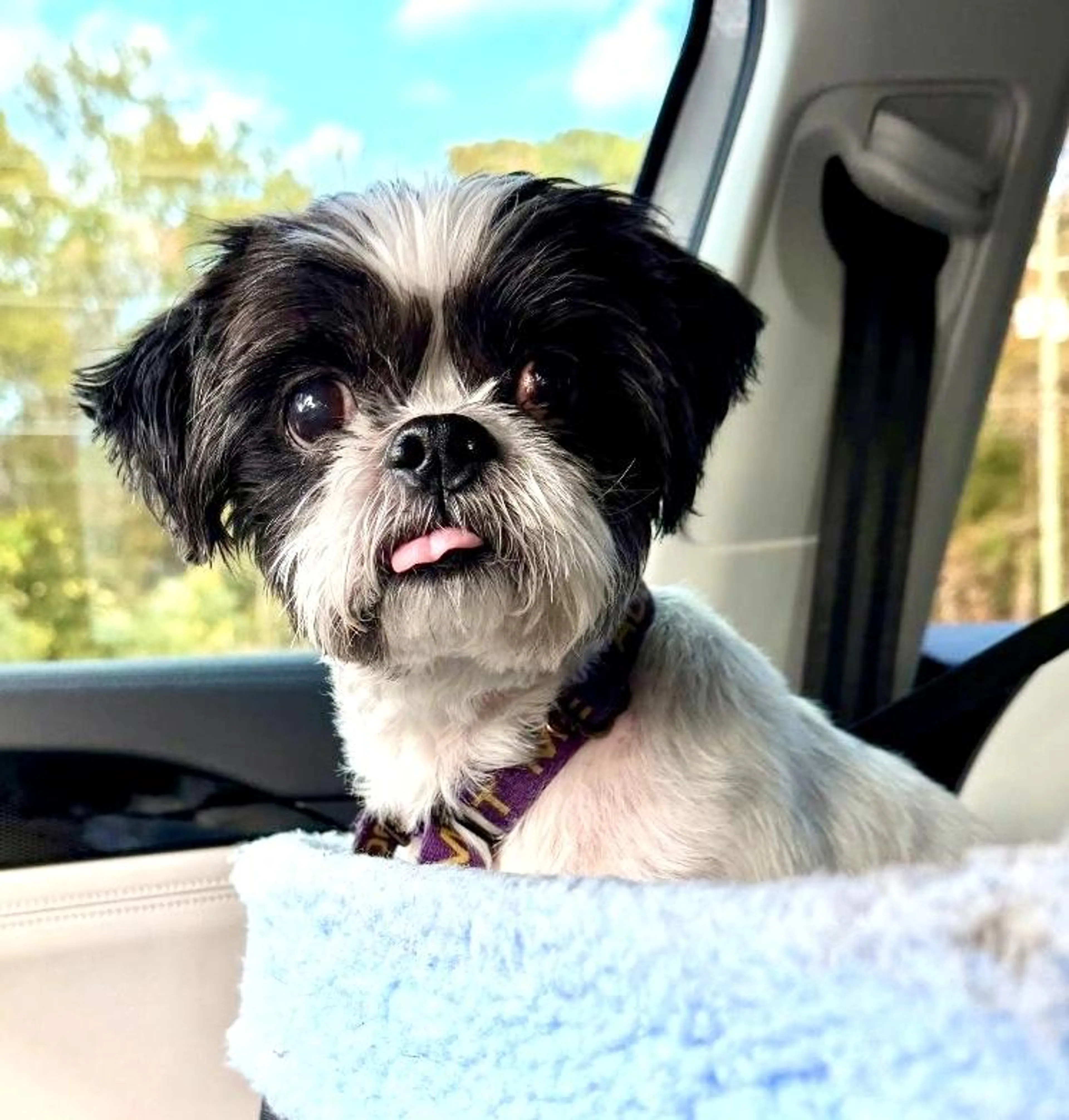 Found pet-2