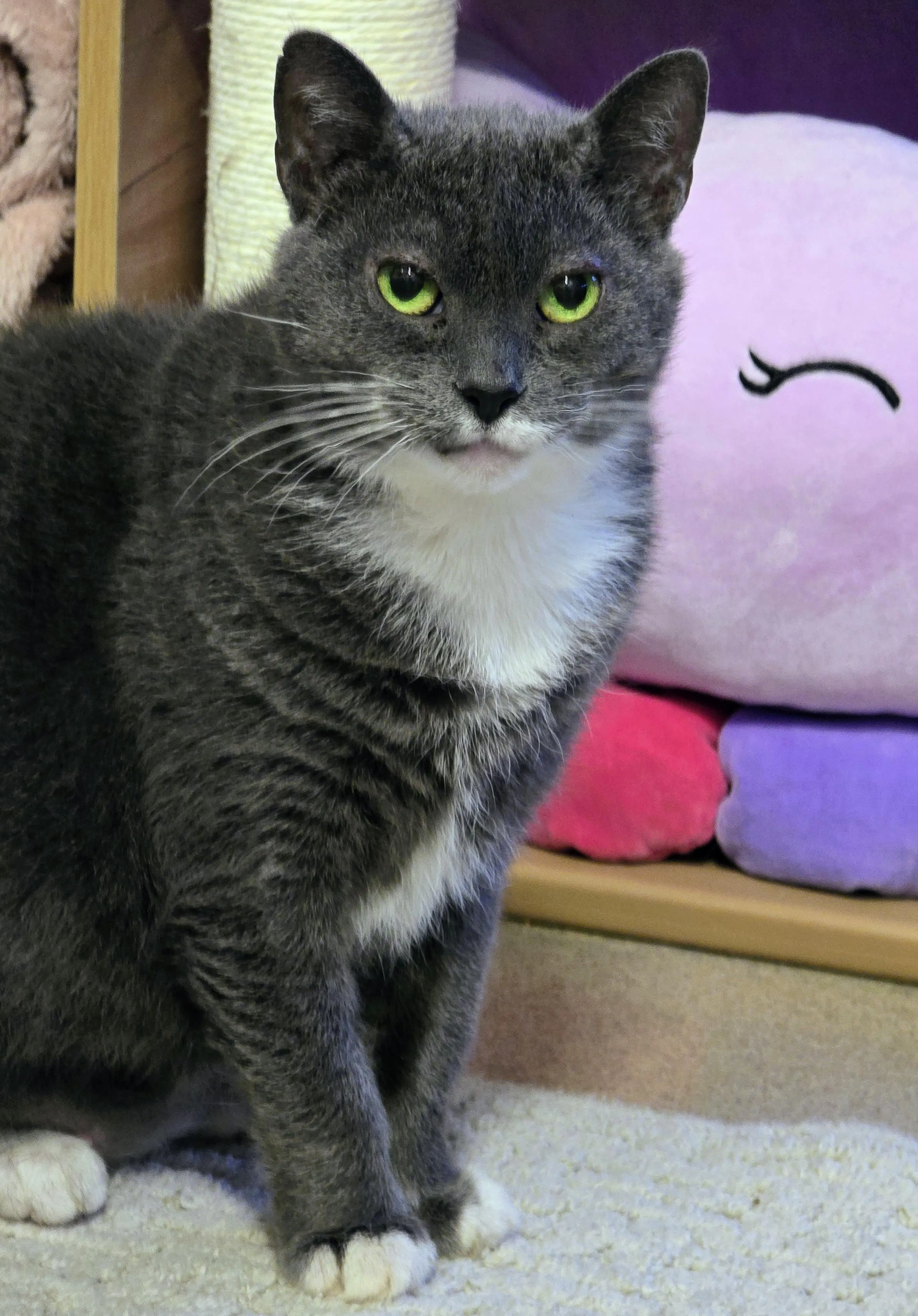 Found pet-5
