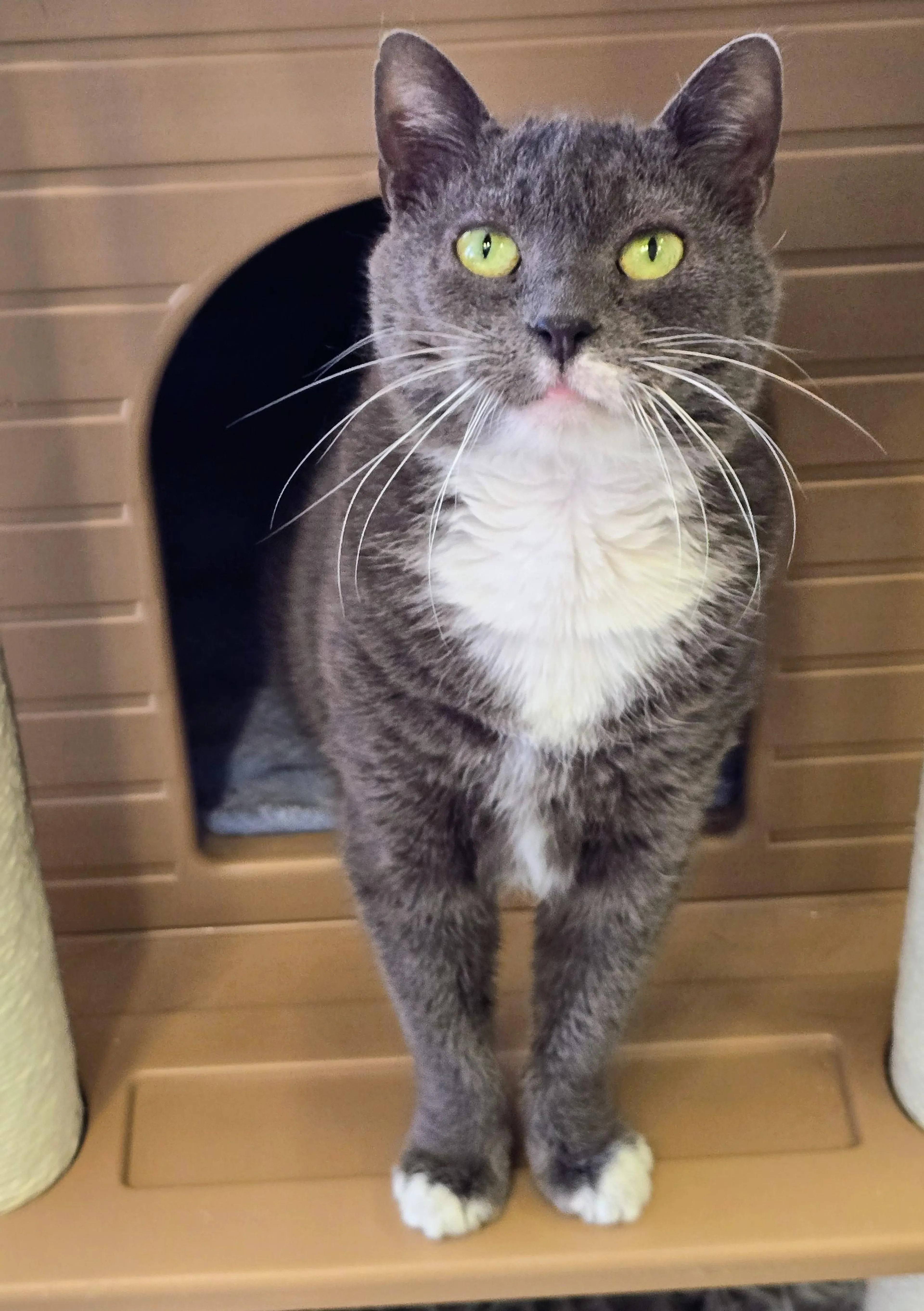 Found pet-3